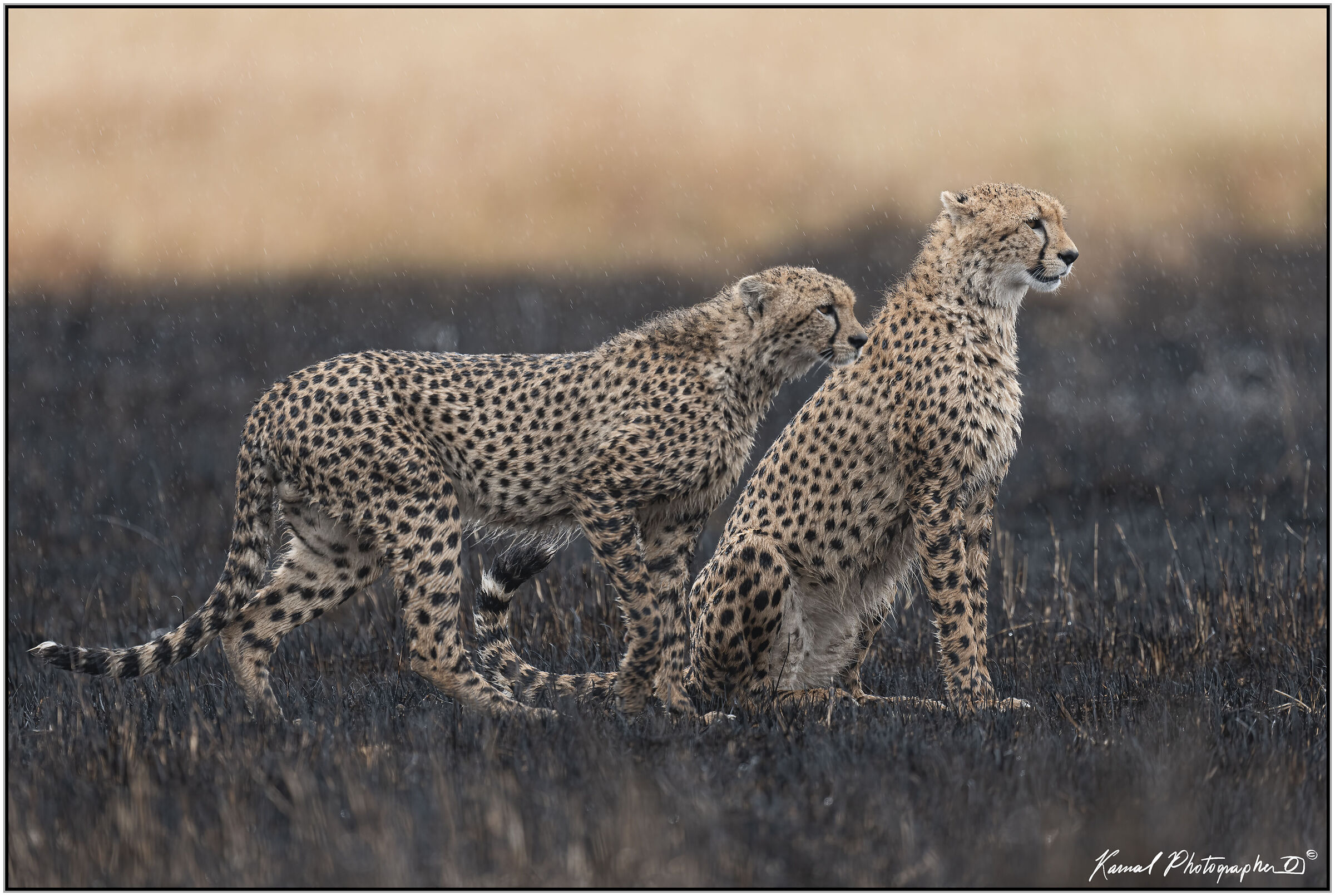Ghepardo (Acinonyx jubatus)