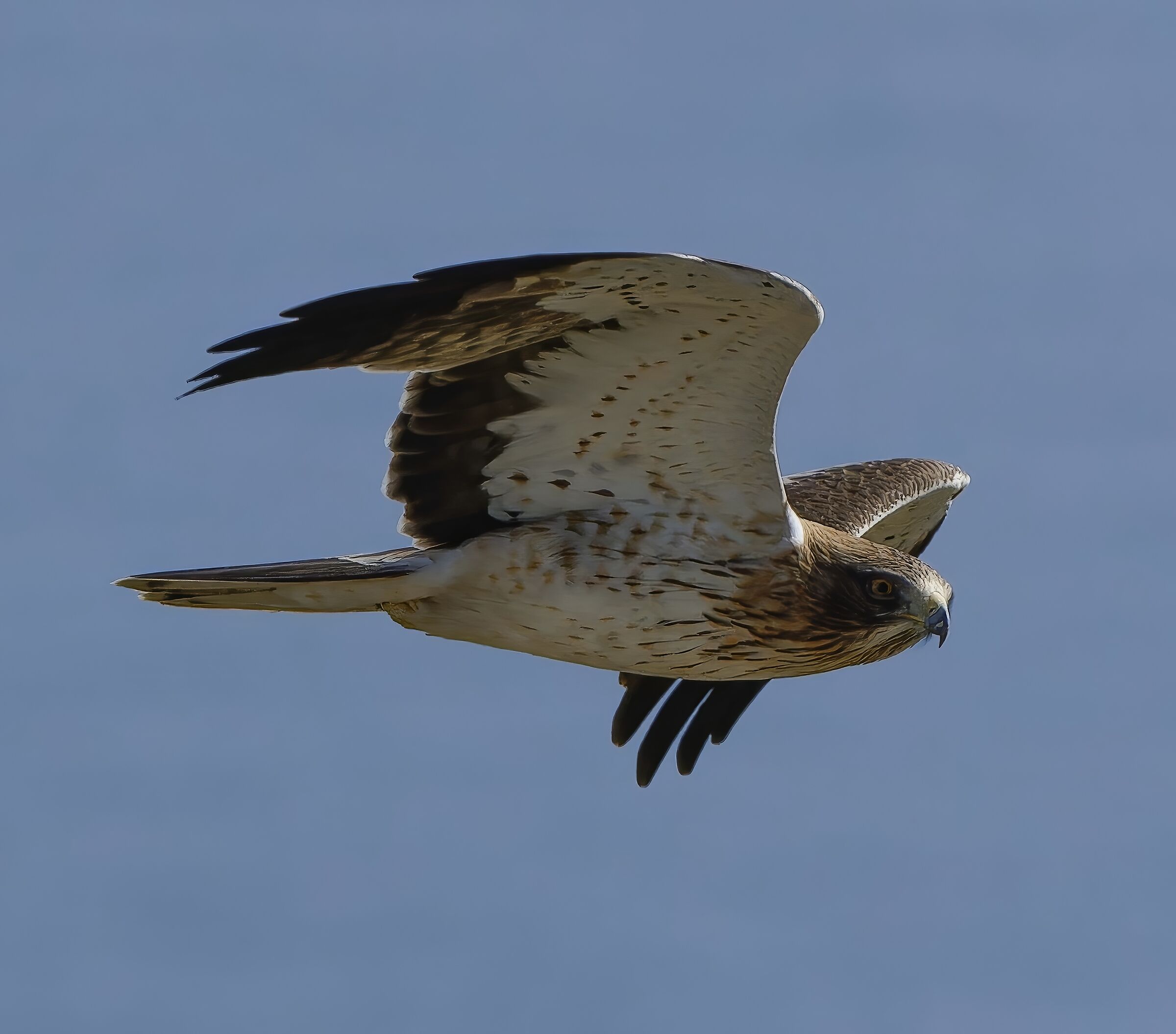 Aquila minore