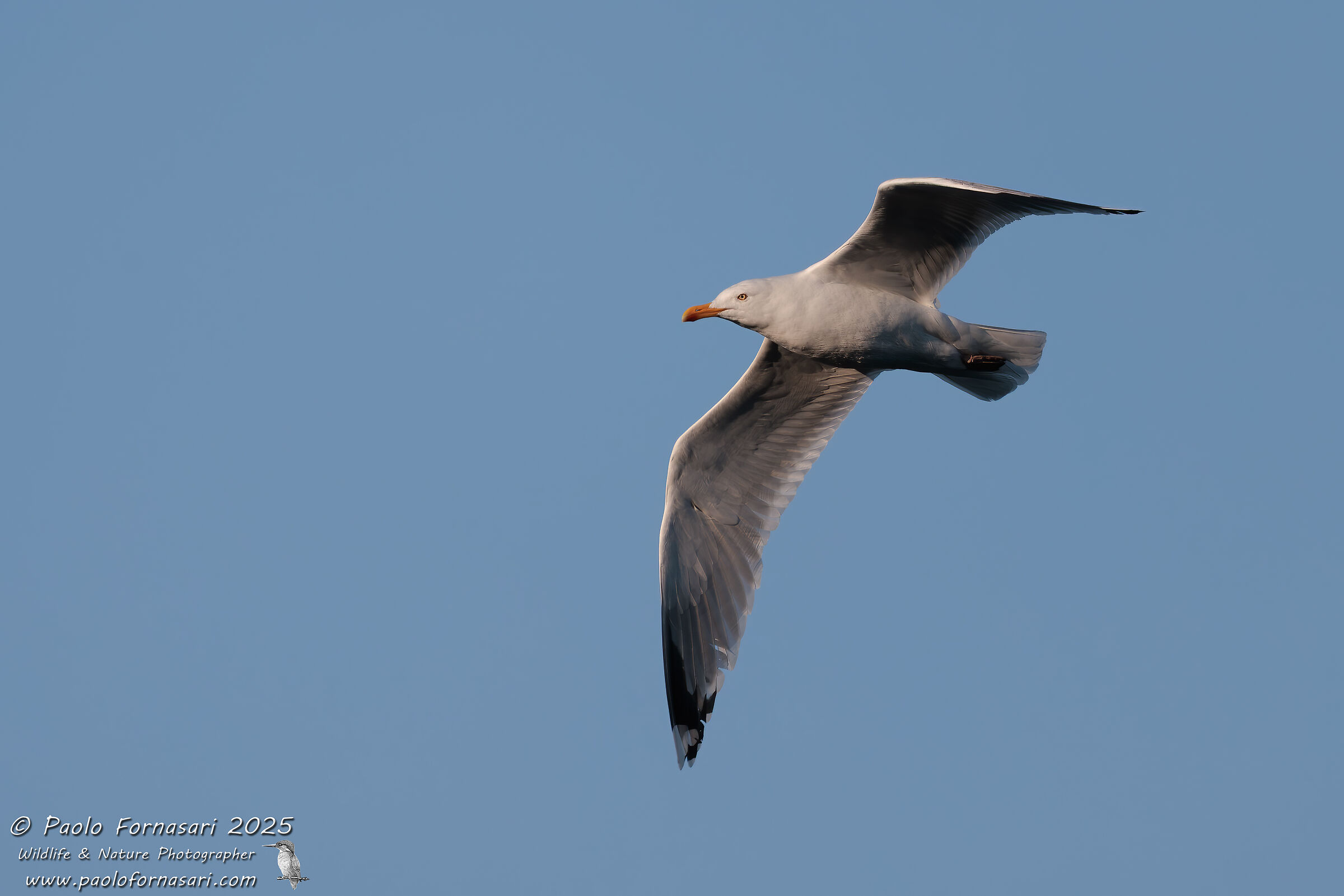Gabbiano reale nordico (Larus argentatus)