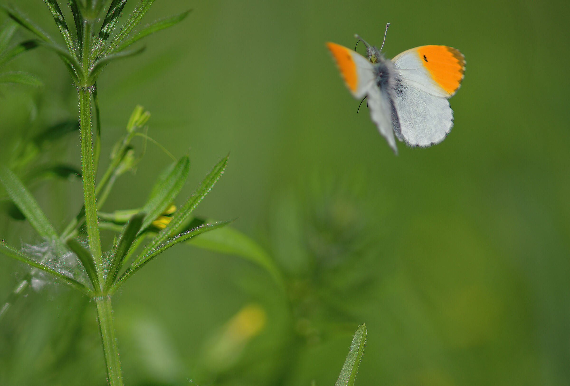 Anthocharis cardamines