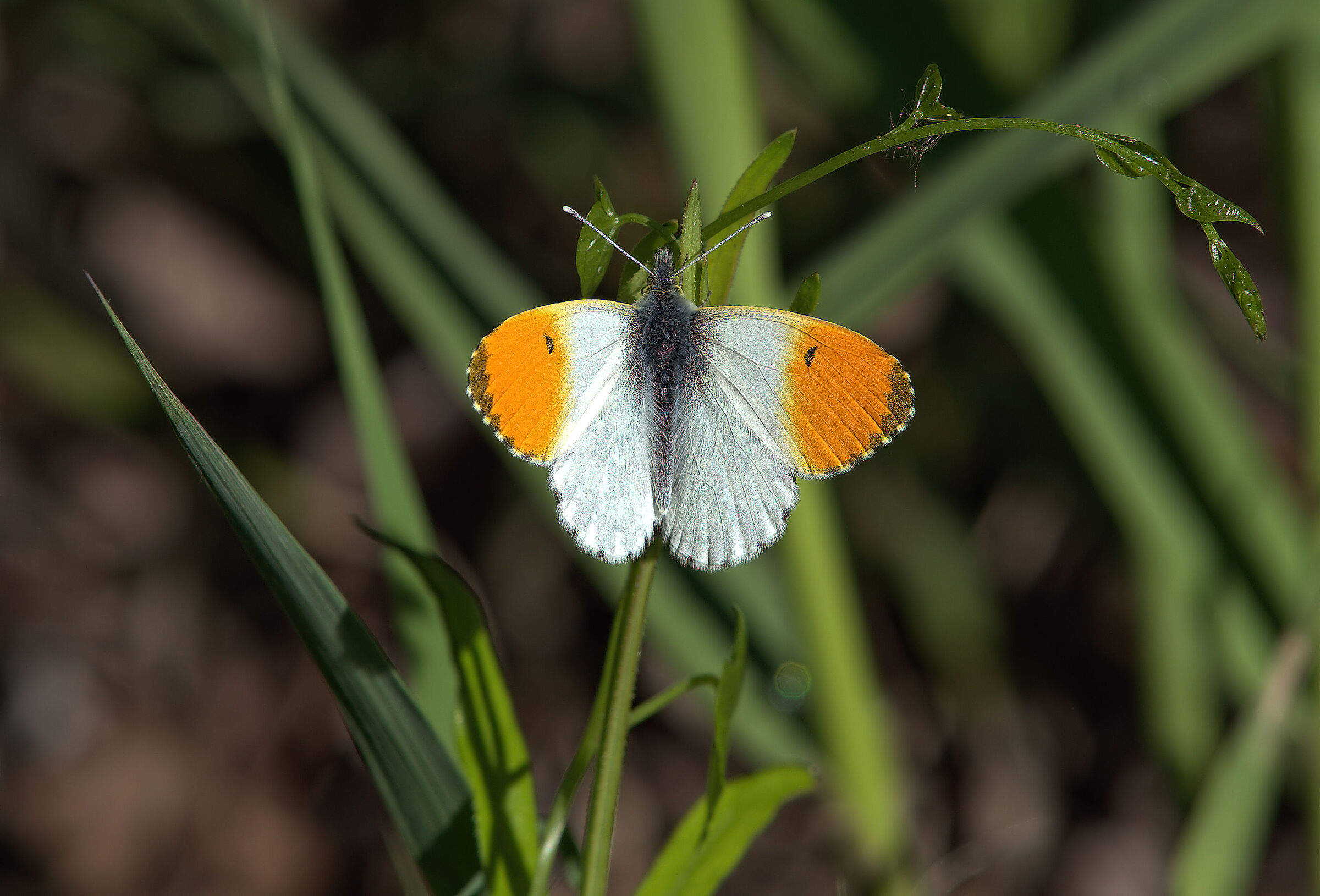 Anthocharis cardamines