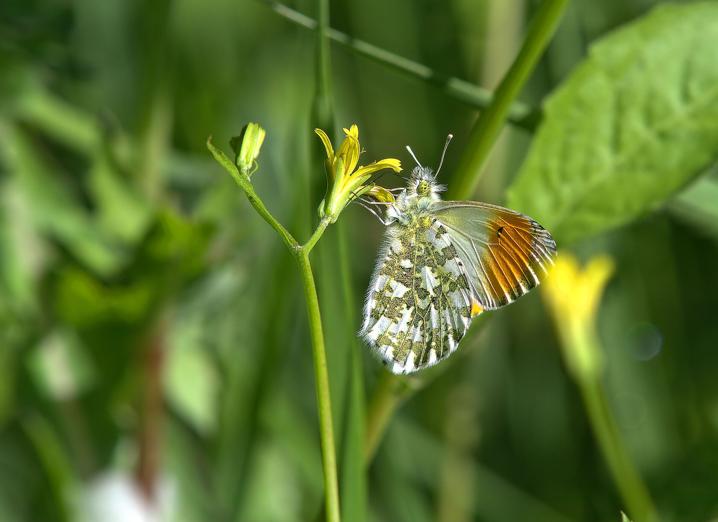 Anthocharis cardamines