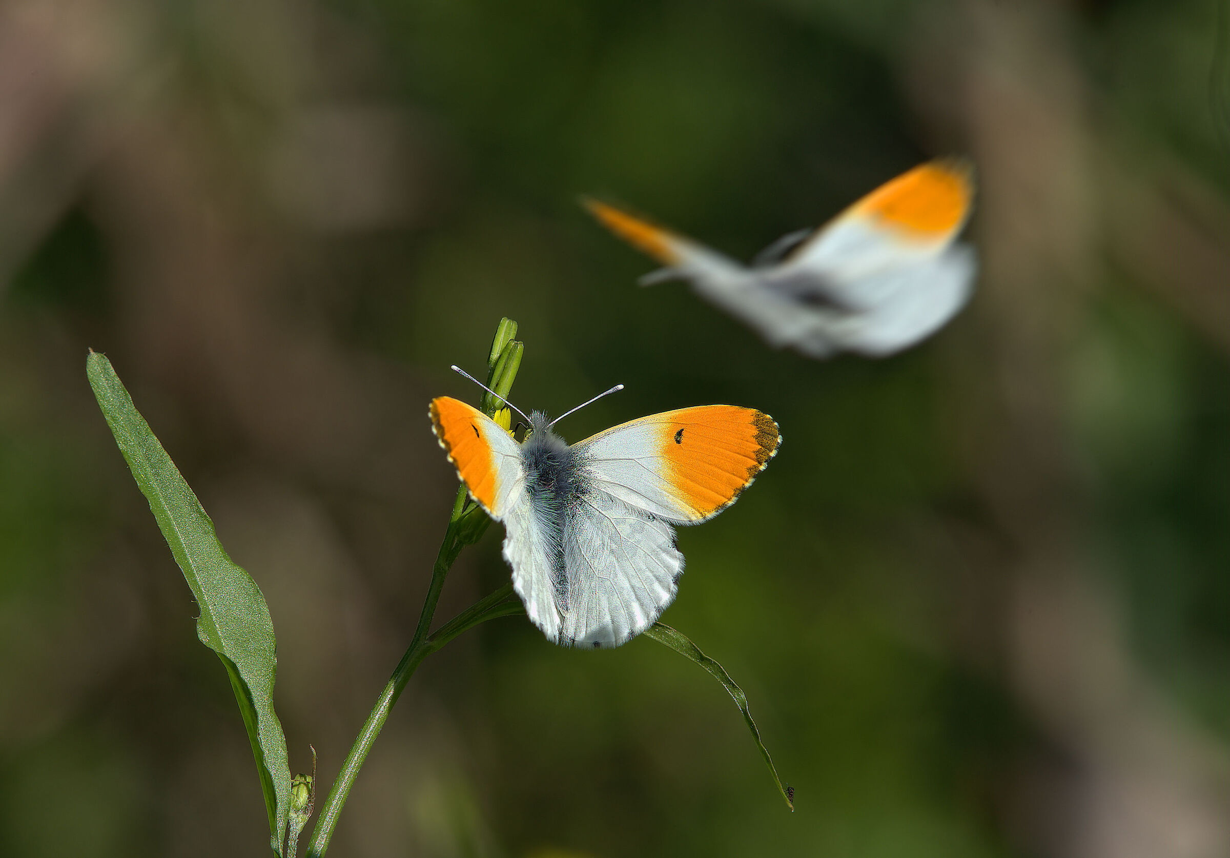 Anthocharis cardamines
