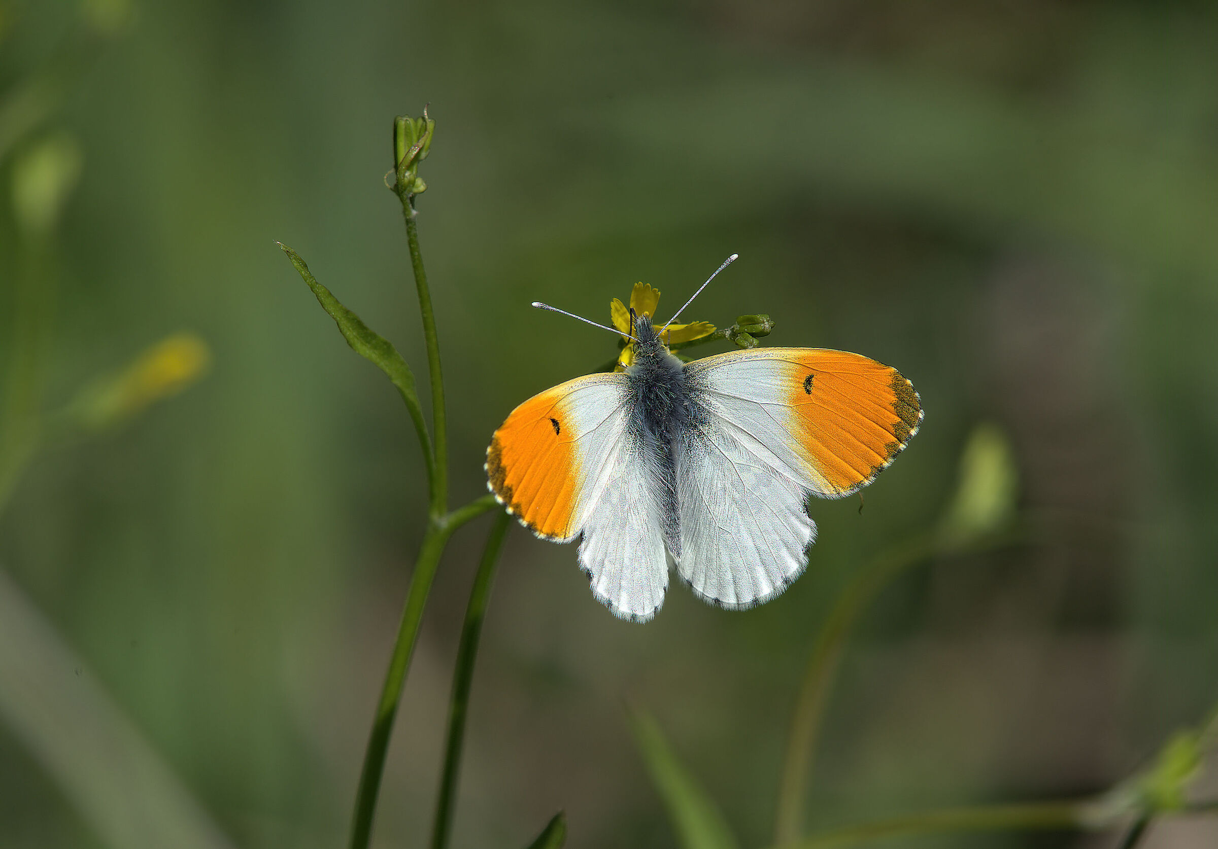 Anthocharis cardamines