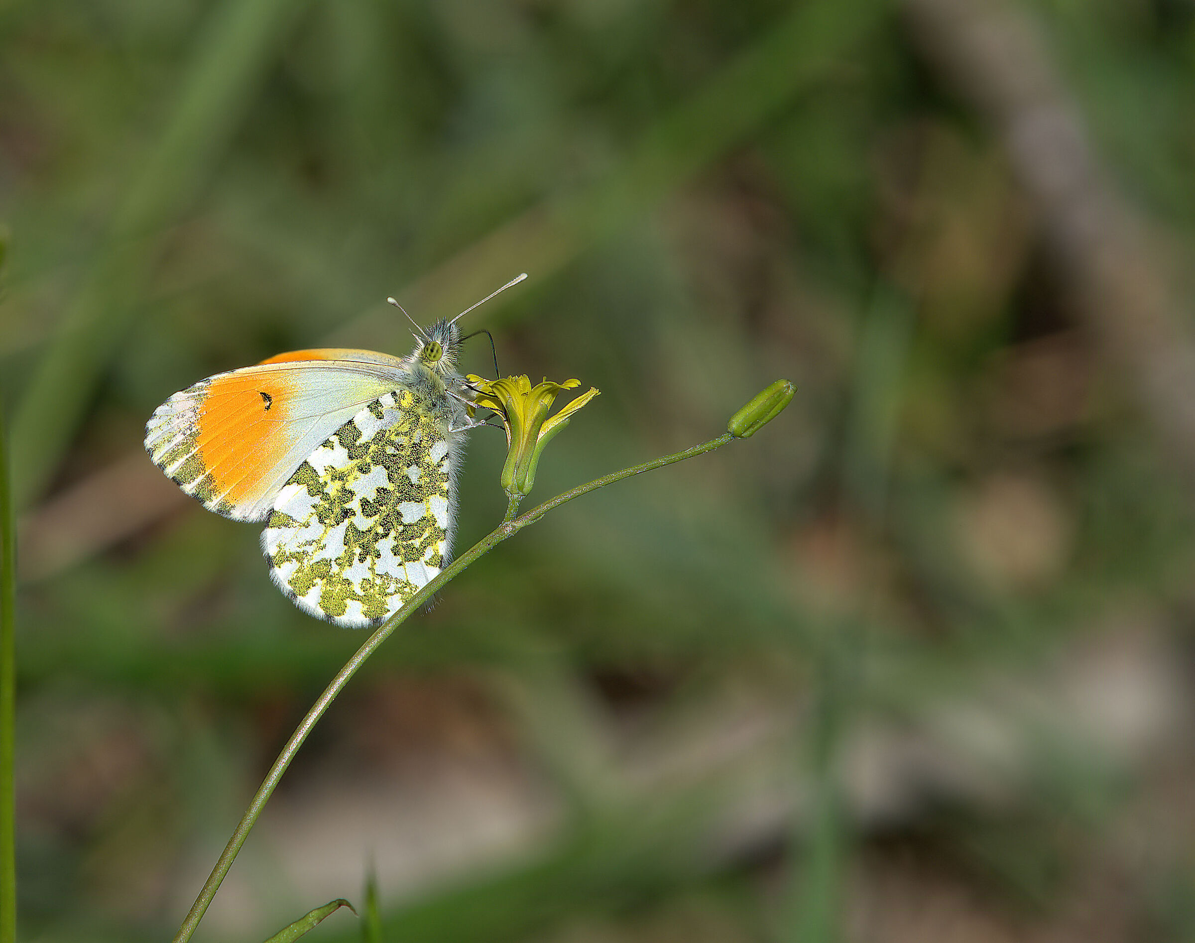 Anthocharis cardamines