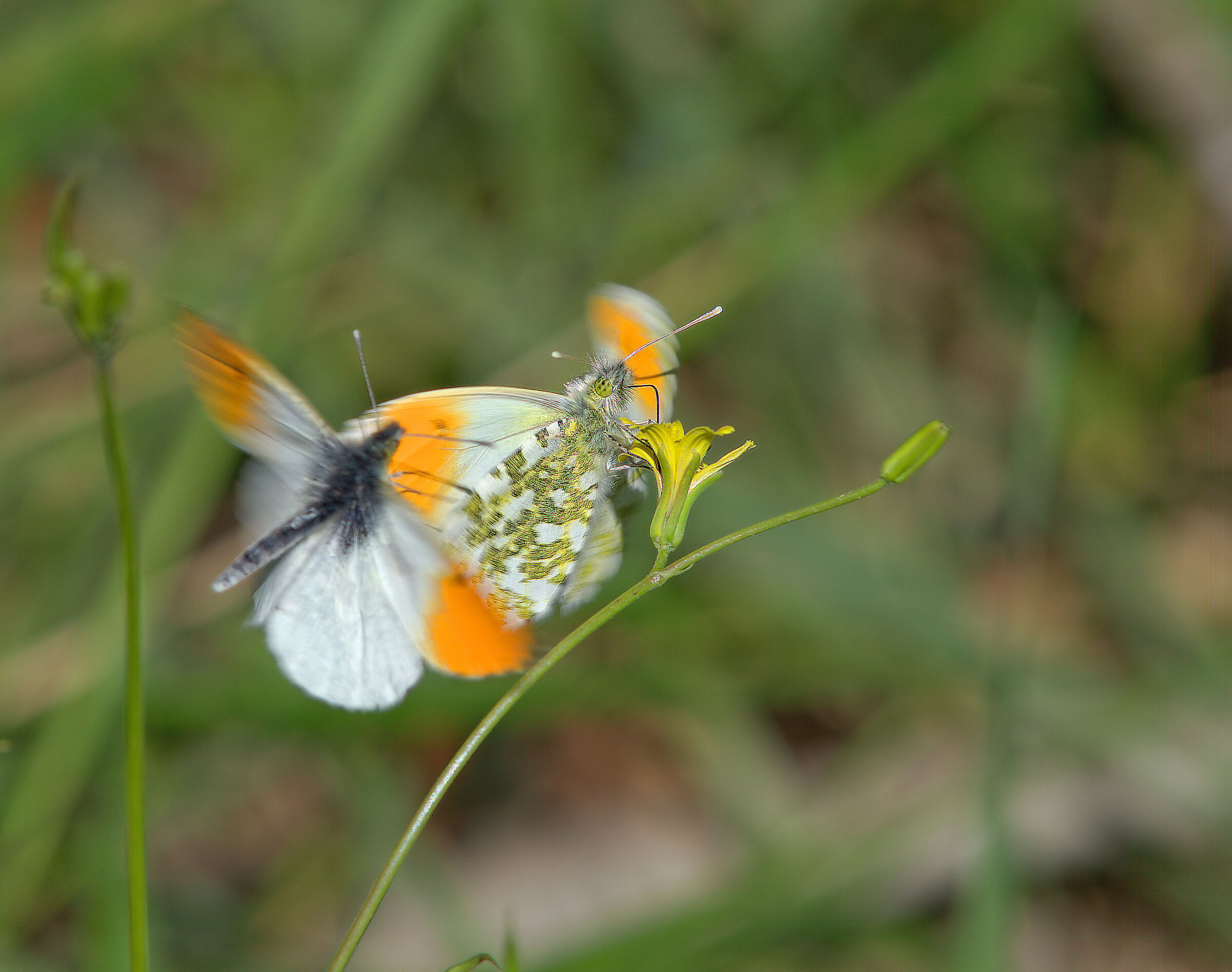Anthocharis cardamines