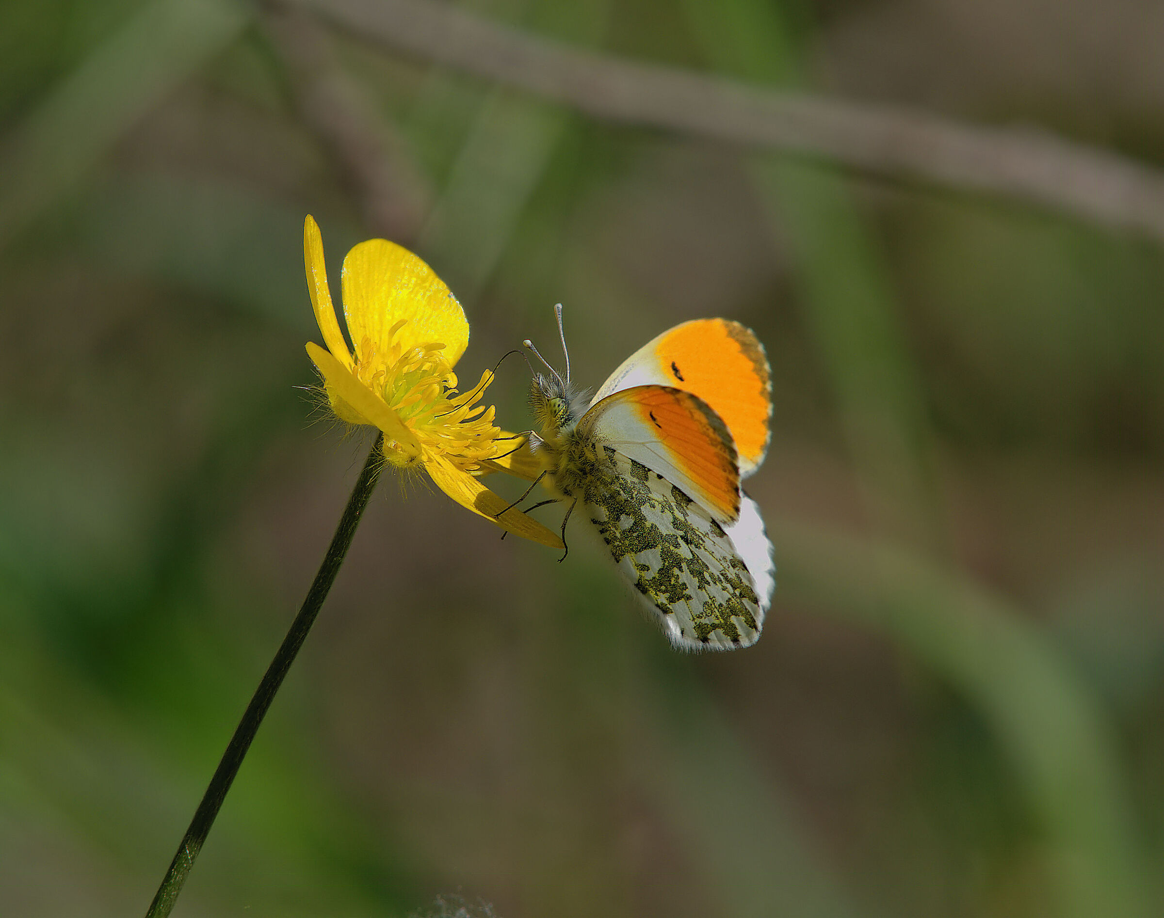 Anthocharis cardamines