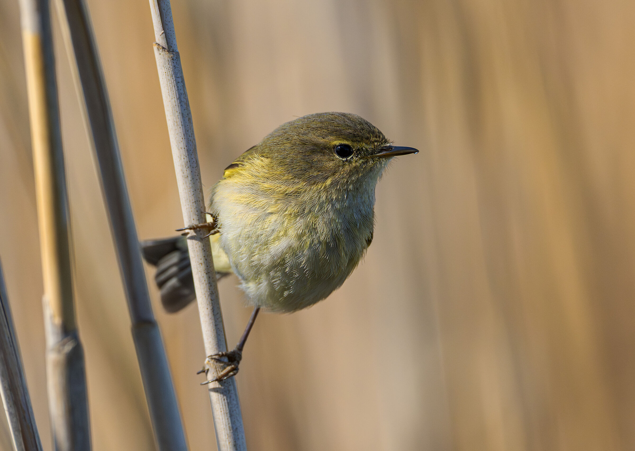 La goccia ( Phylloscopus collybita)