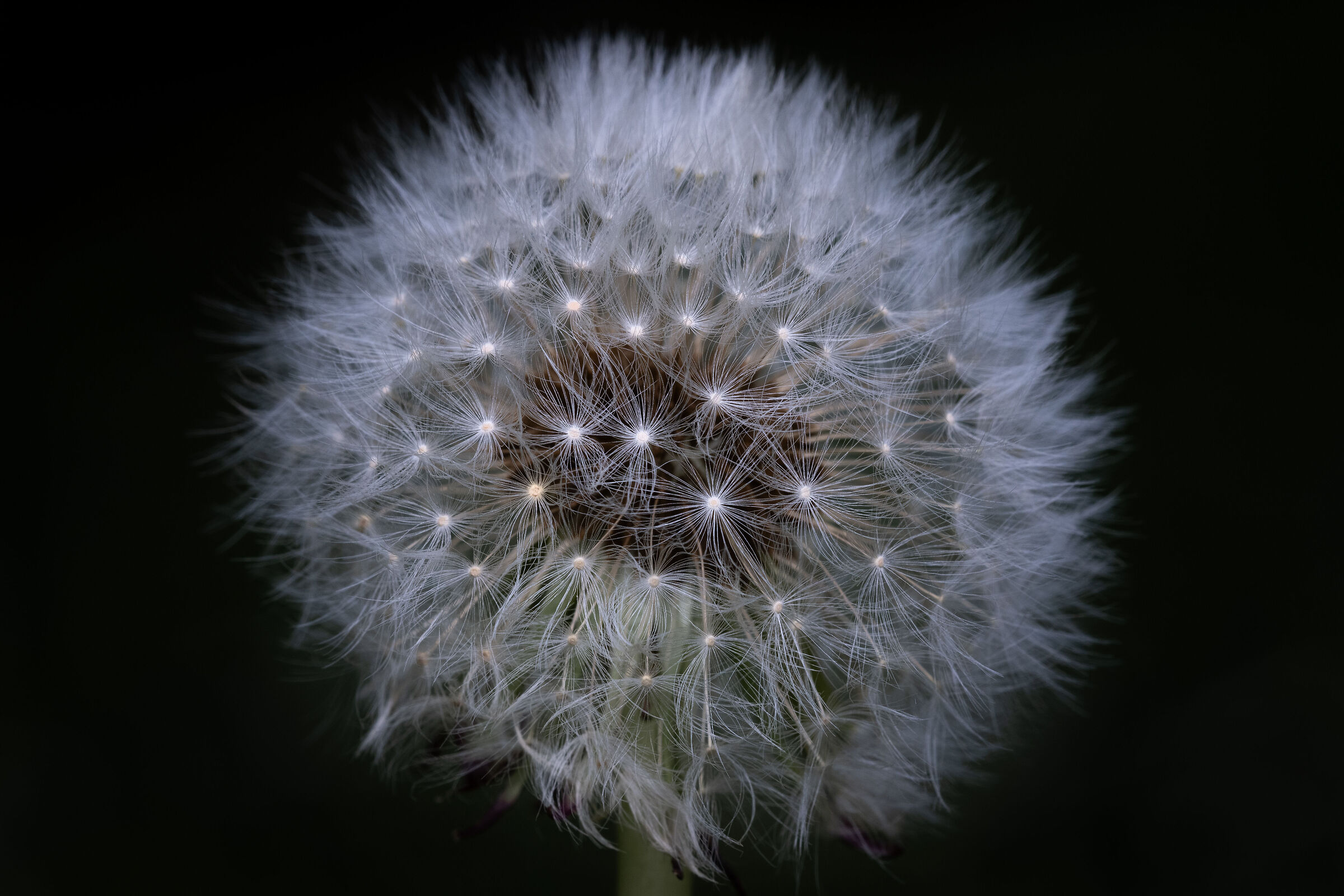 Dandelion