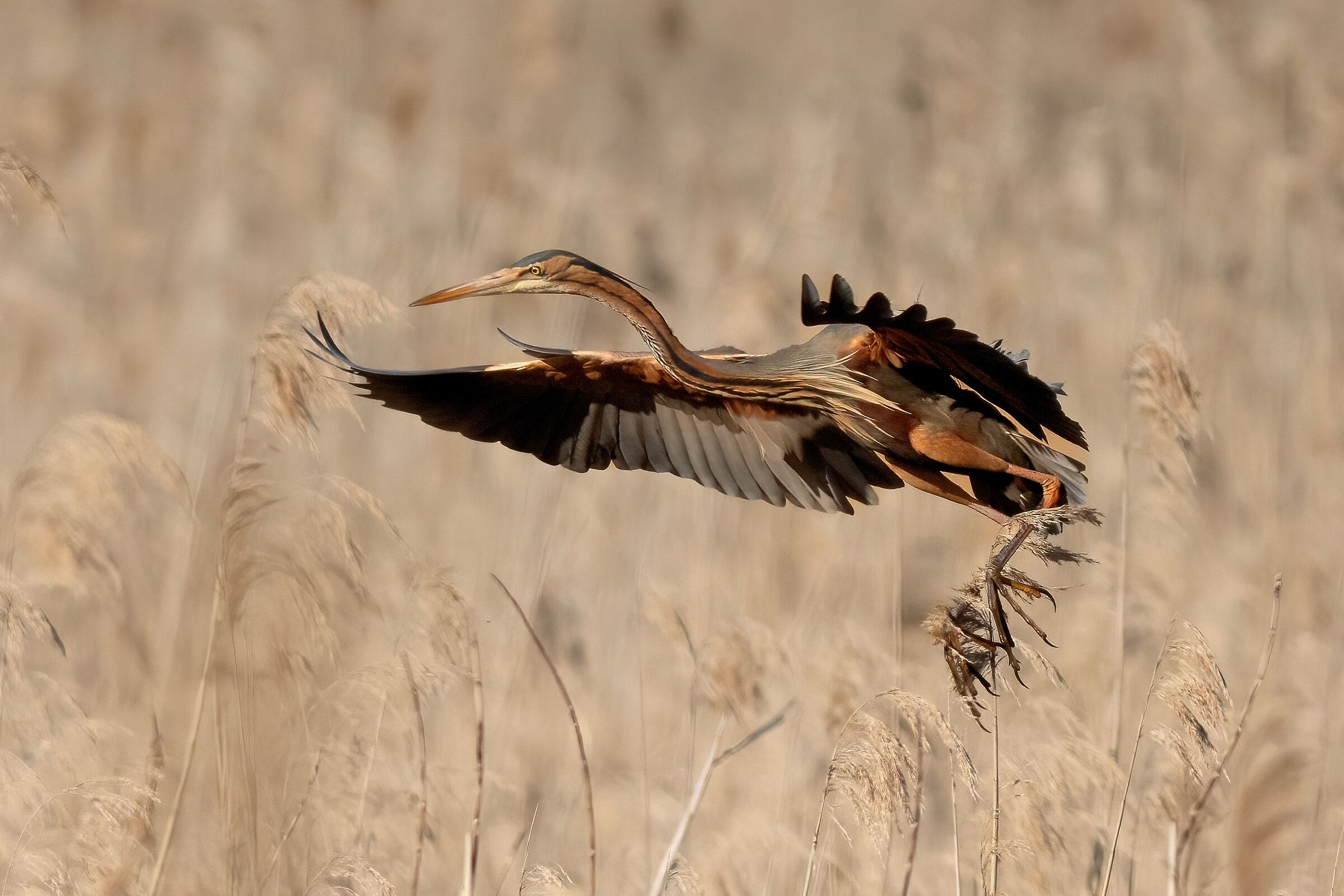 Airone rosso (Ardea purpurea)