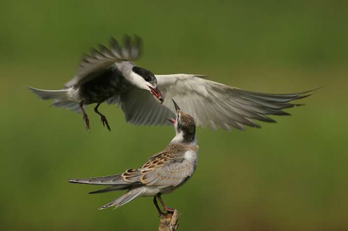 Cue: Whiskered Tern