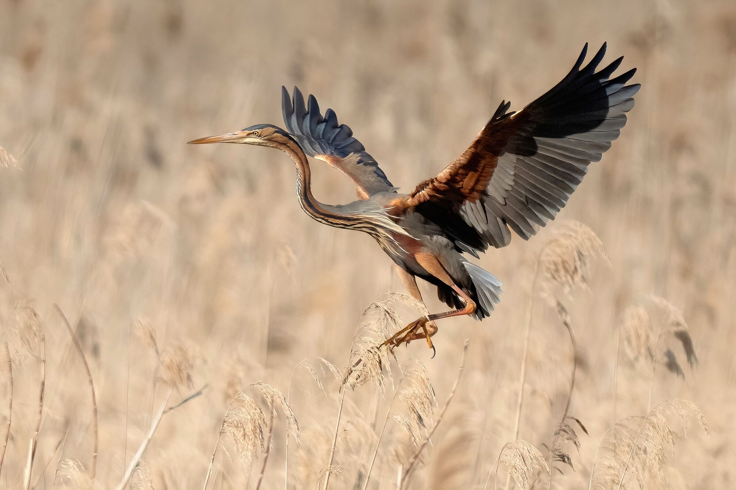 Purple heron (Ardea purpurea)
