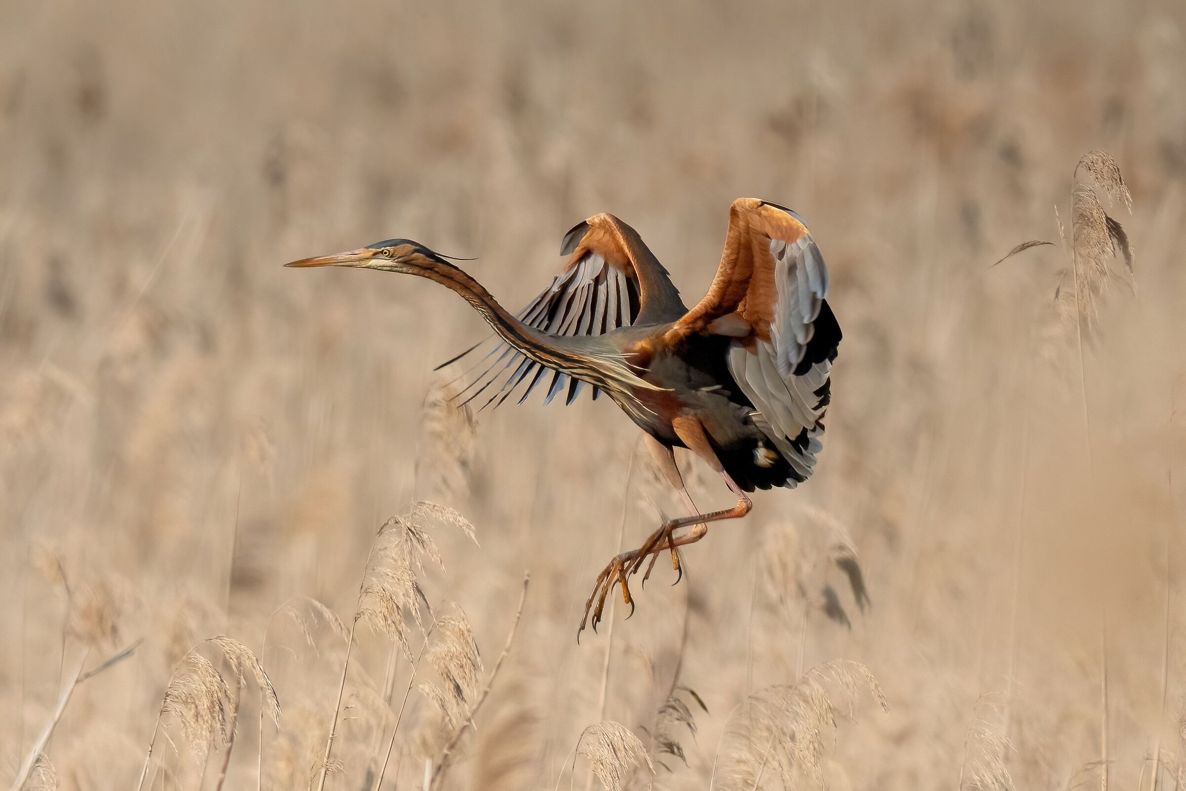Airone rosso (Ardea purpurea)