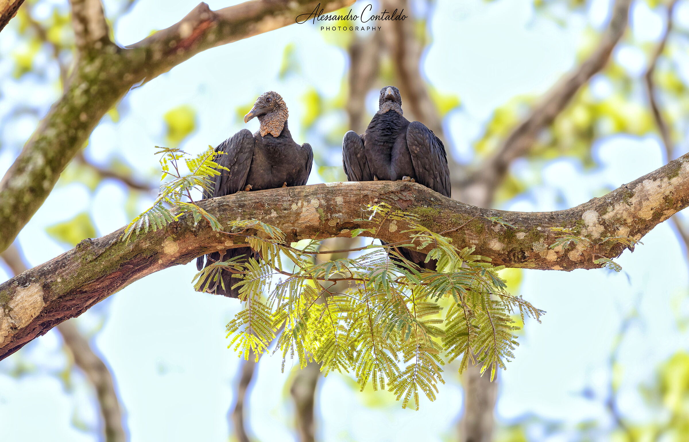buona pasqua con le colombe della pace , ma anche no!