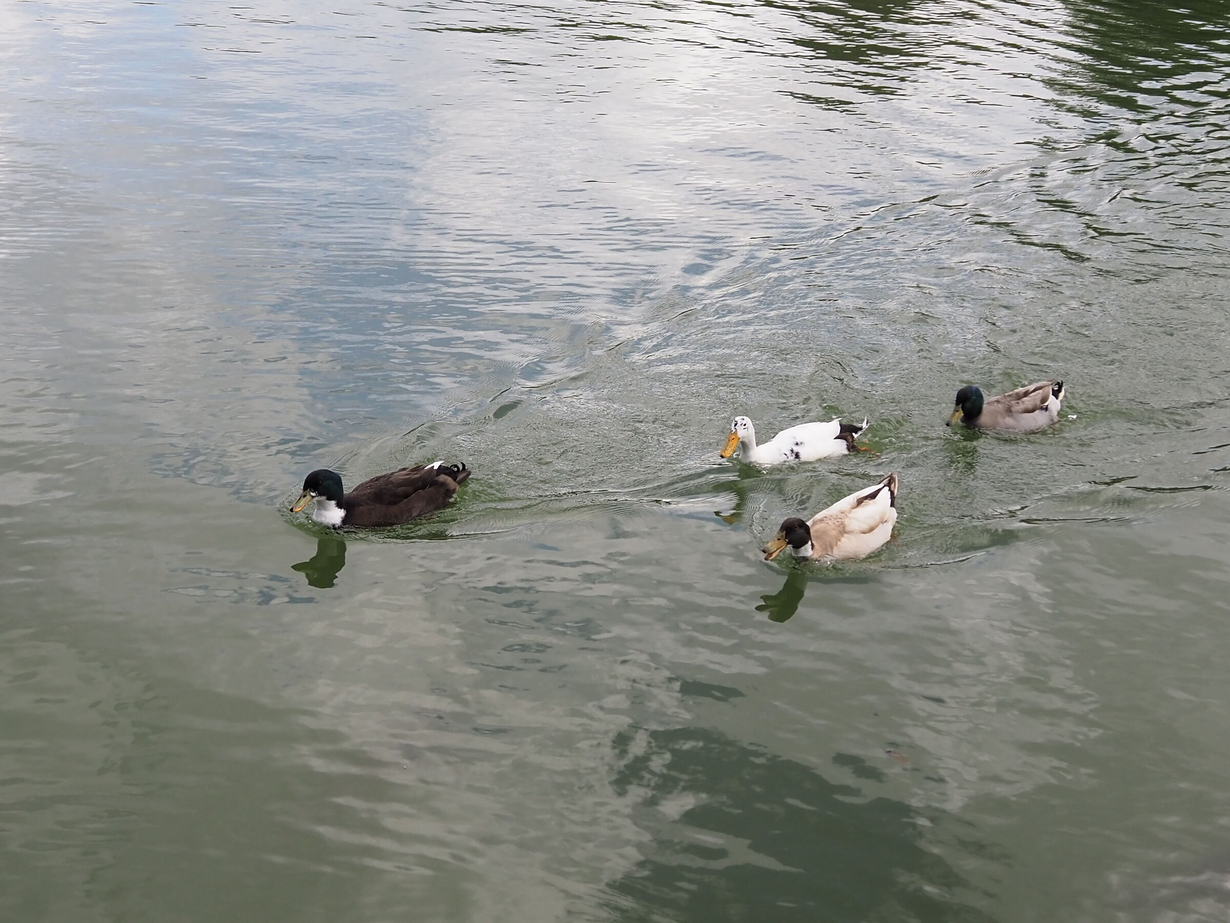 Senza Titolo