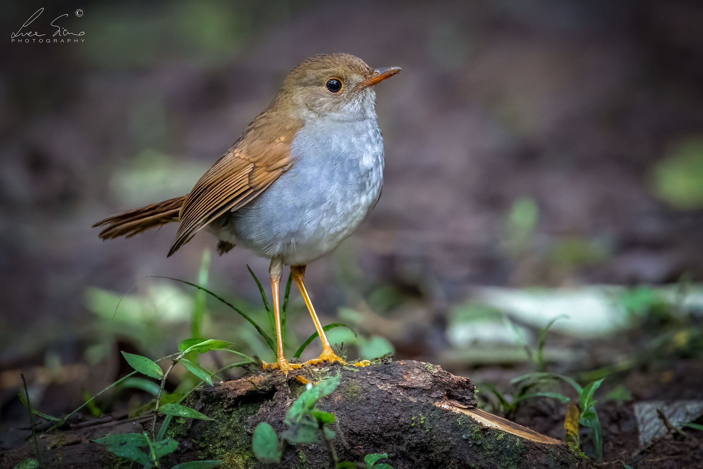 Catharus aurantiirostris