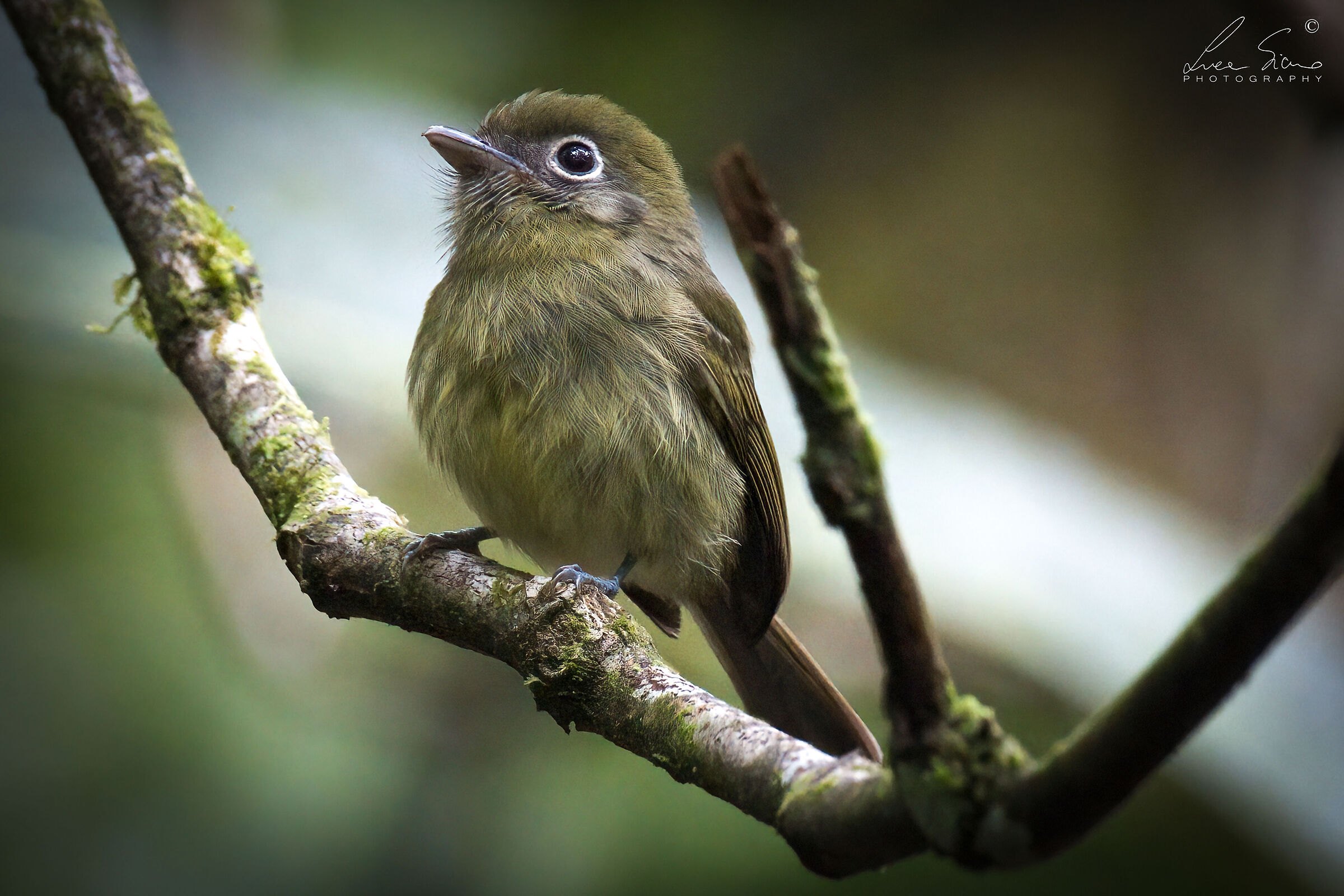 Rhynchocyclus brevisrostris