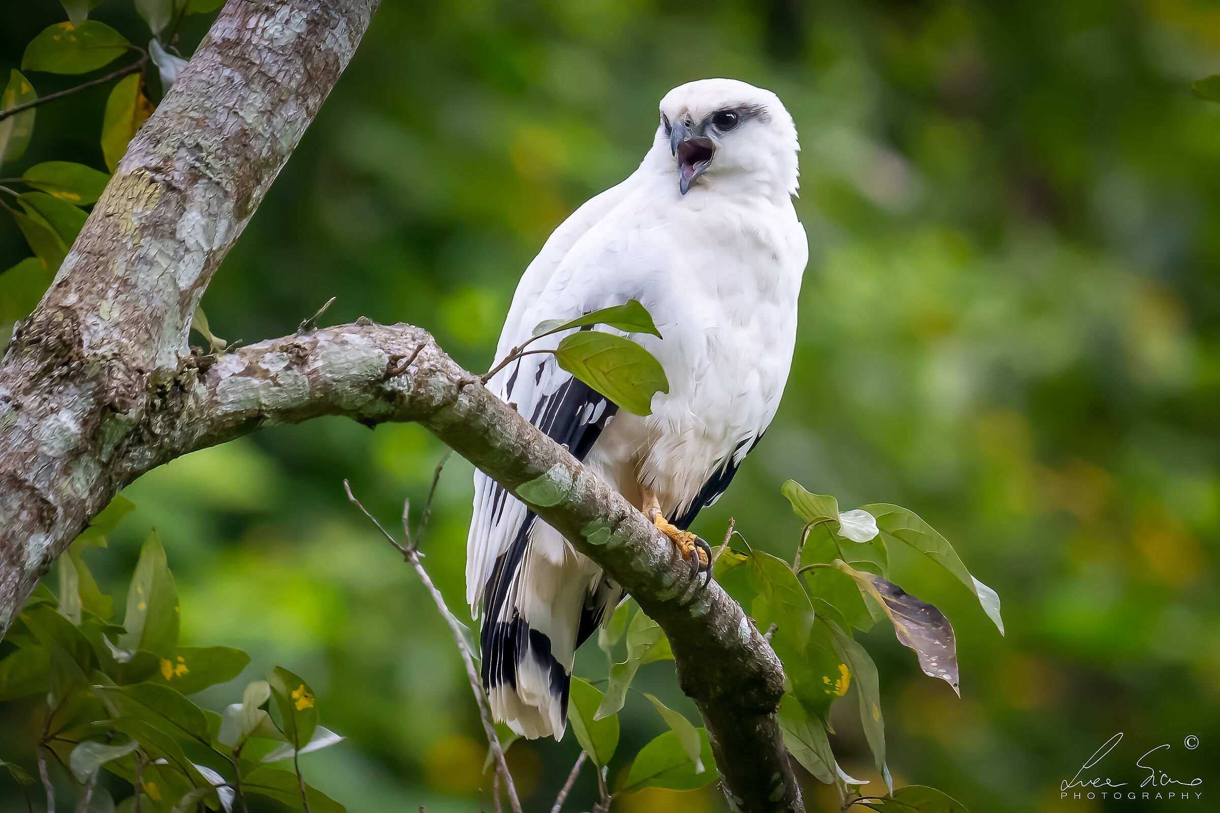 Pseudastur albicollis