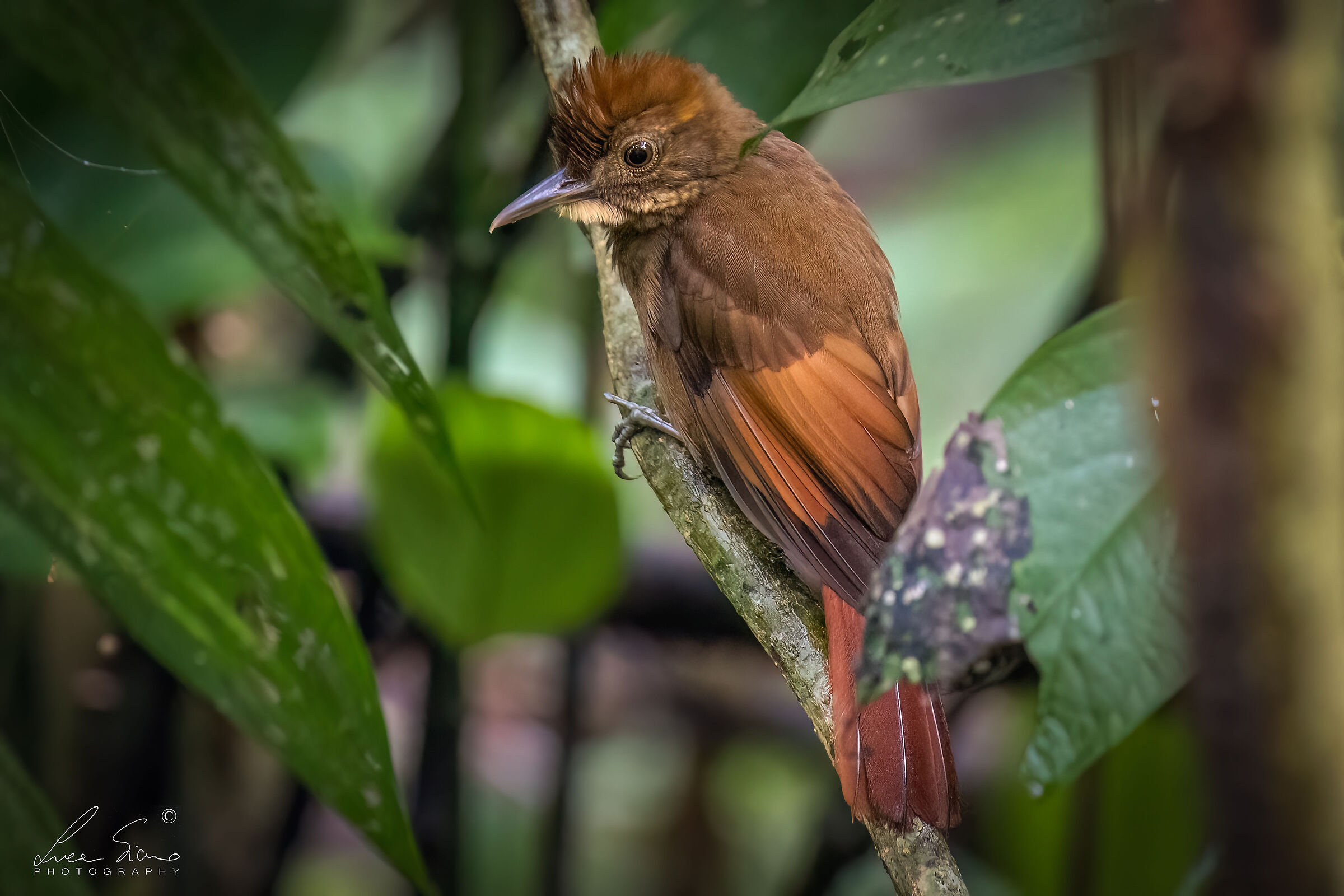 Dendrocincla anabatina