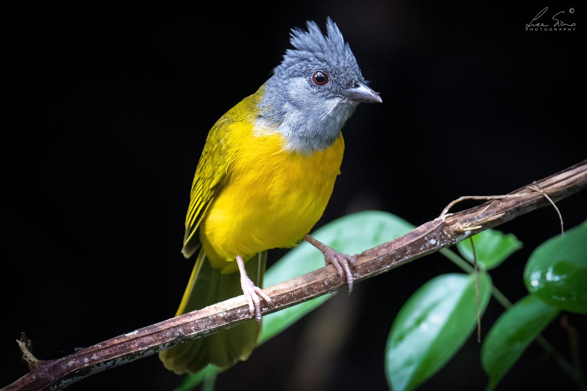 Eucometis penicillata