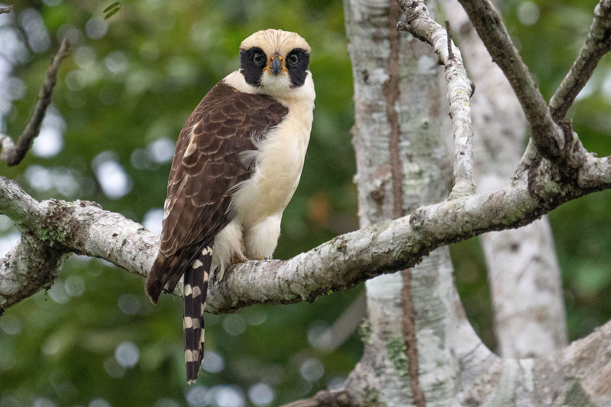 Herpetotheres cachinnans