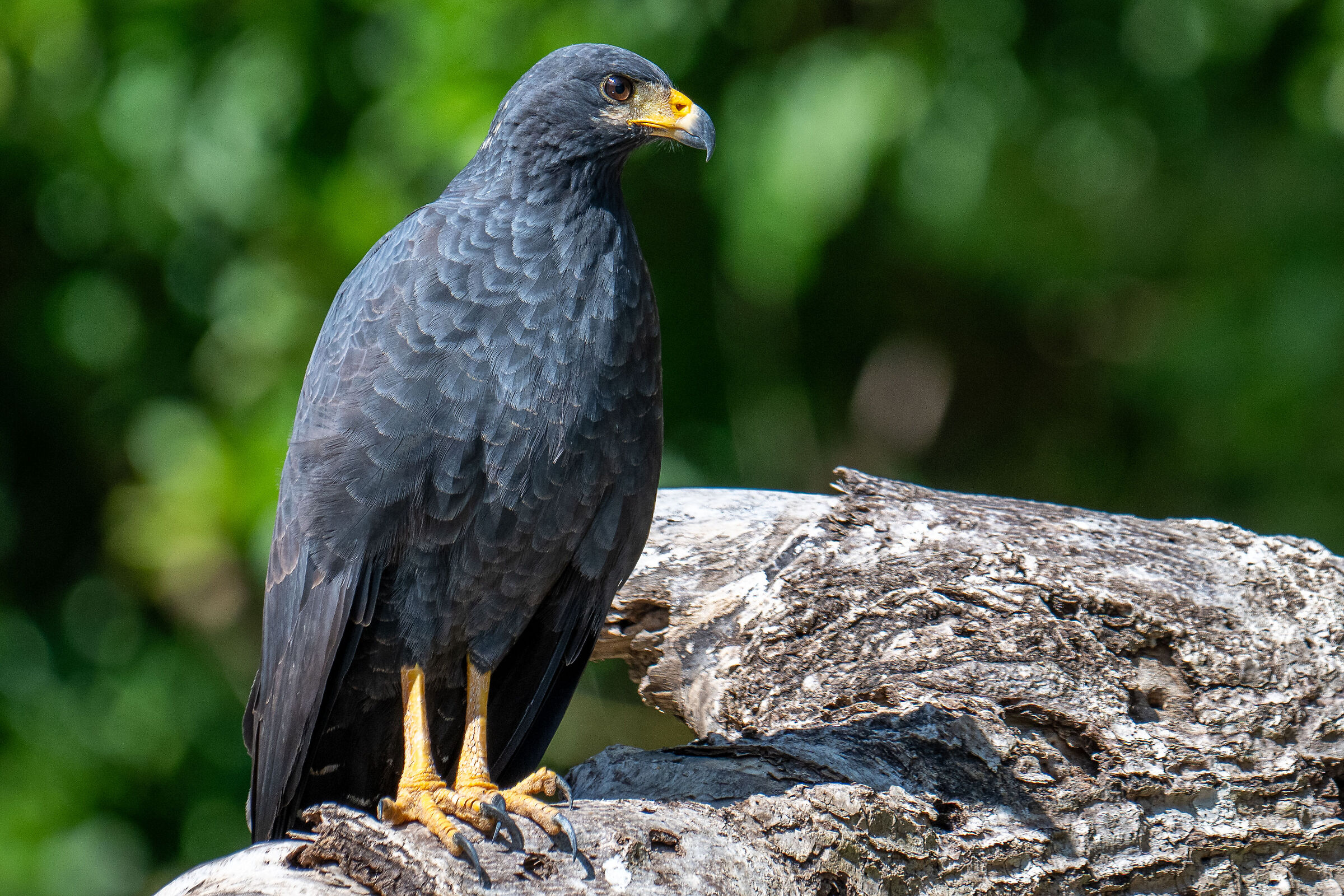 Buteogallus anthracinus