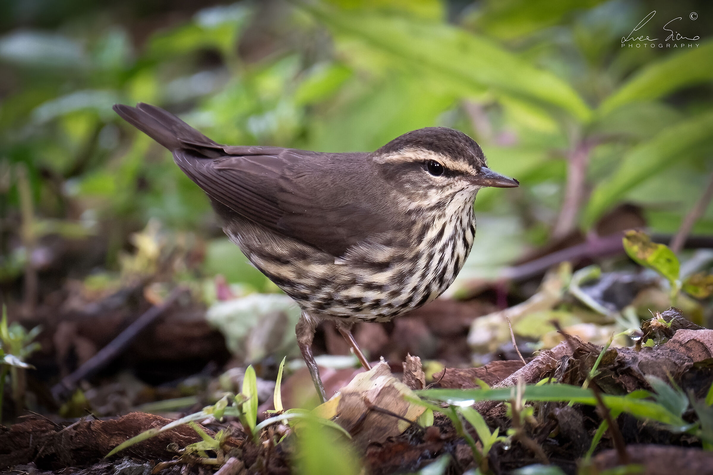 Parkesia noveboracensis