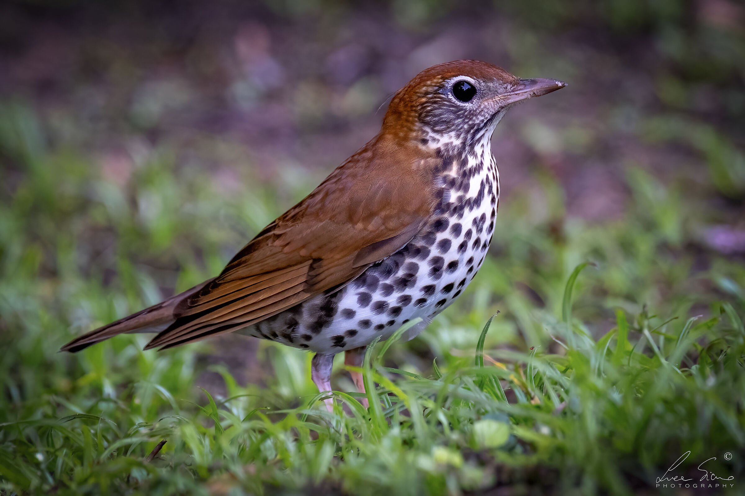 Hylocichla mustelina