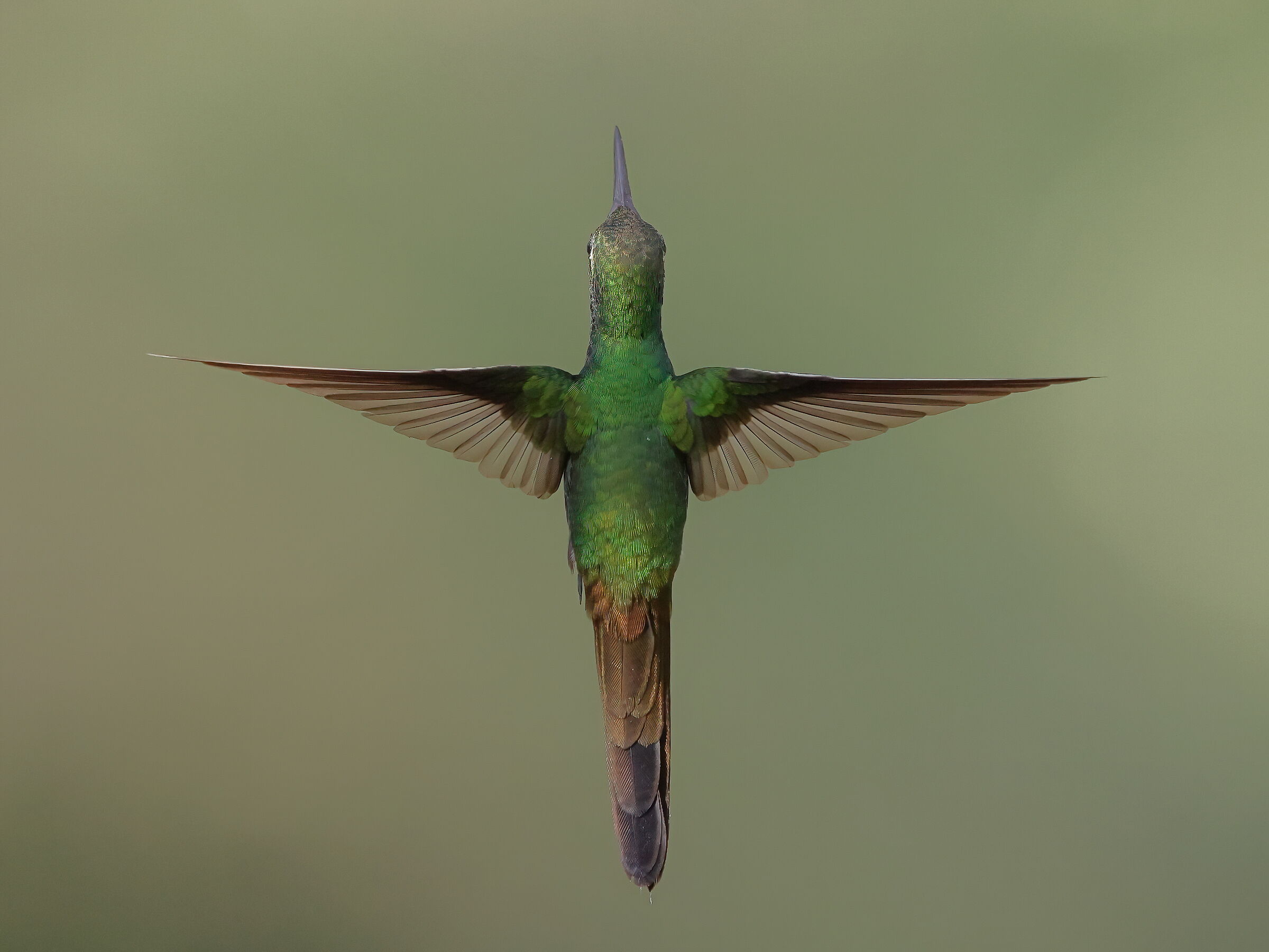 Cuban Emerald