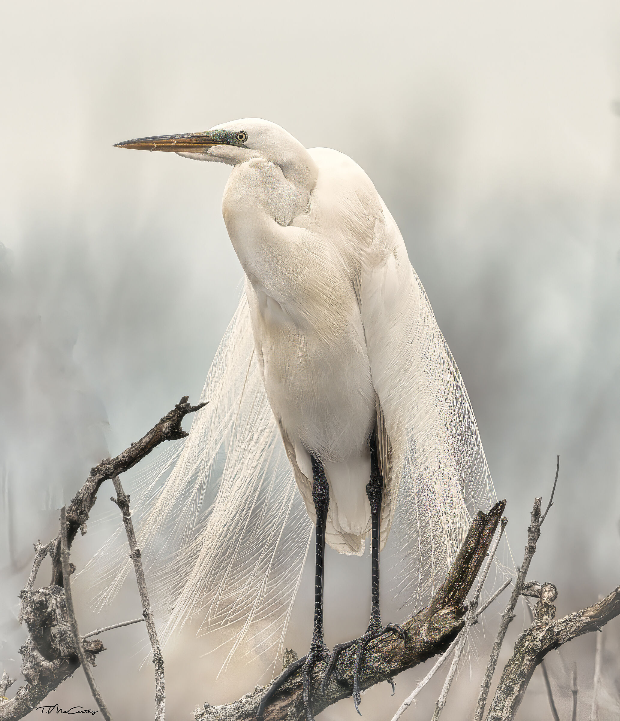 Airone bianco maggiore