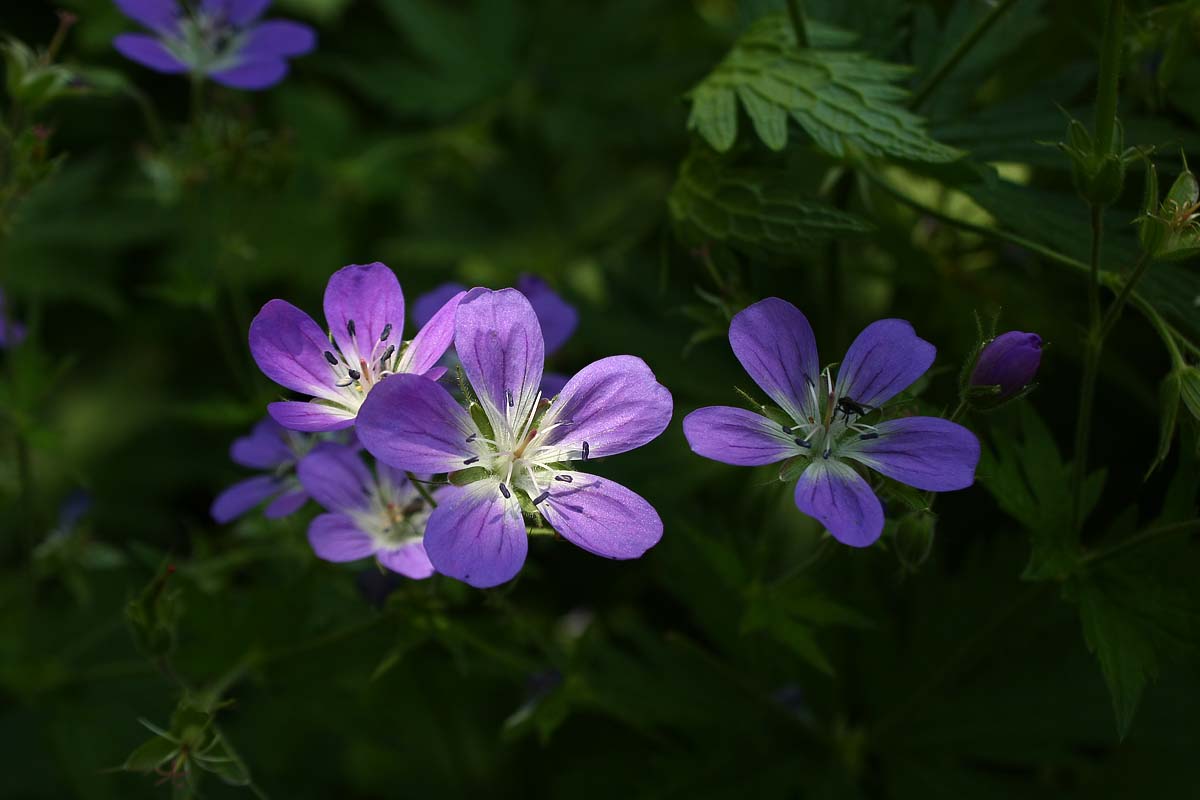vero fascino dei fiori di campo