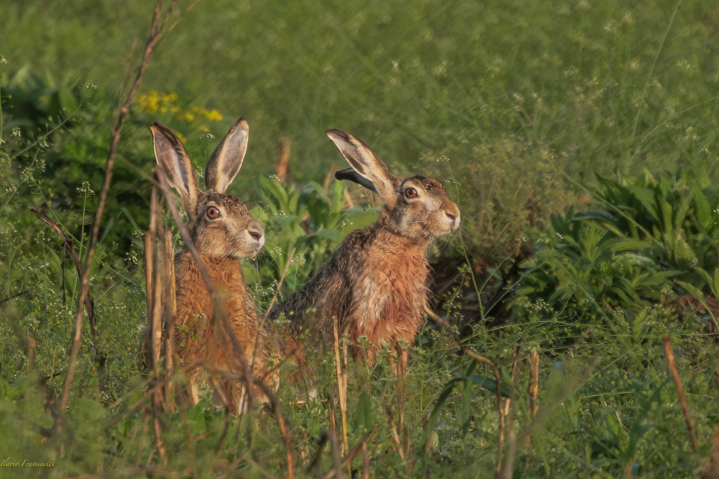 Couple in the morning sun