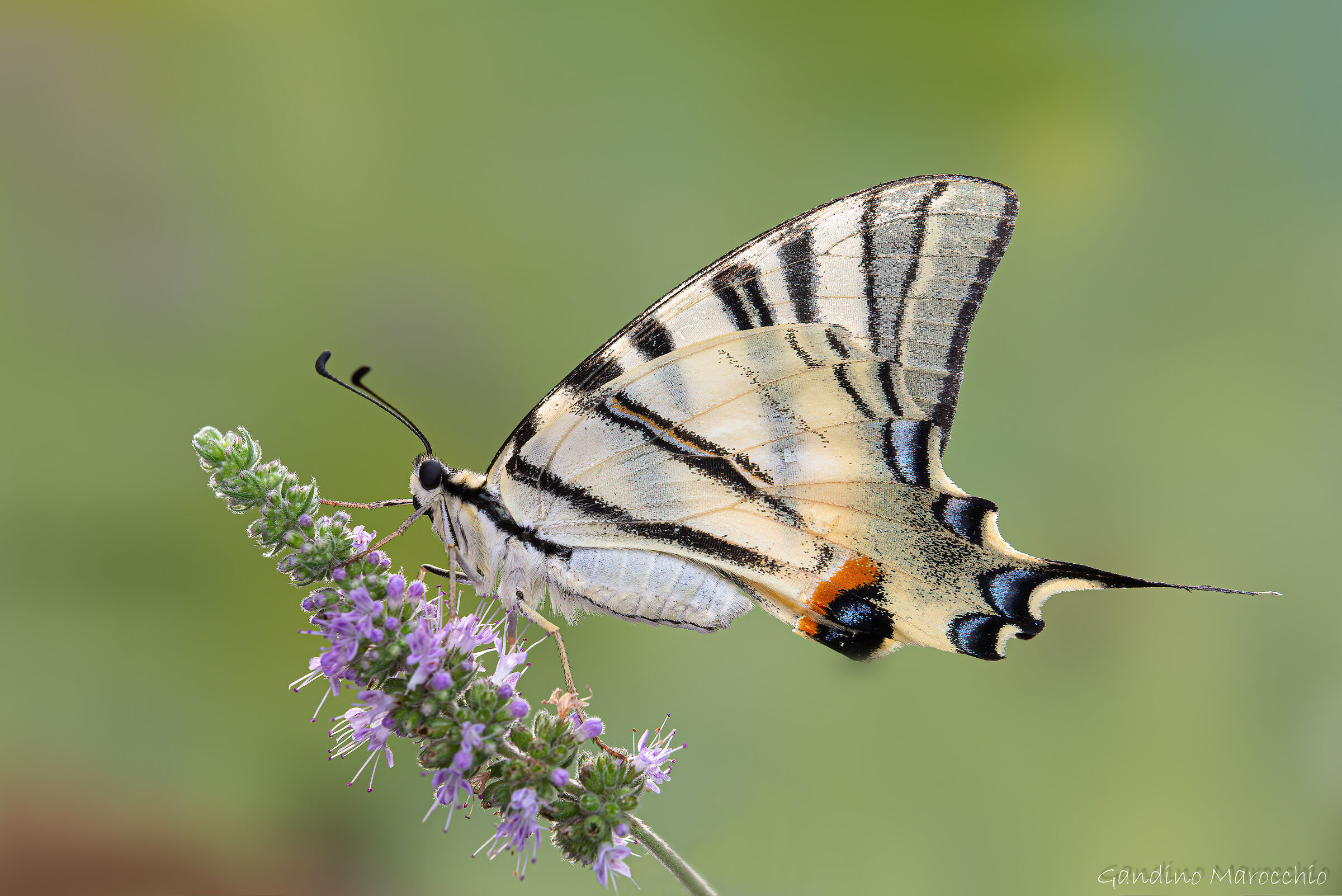 Iphiclides Podalirio