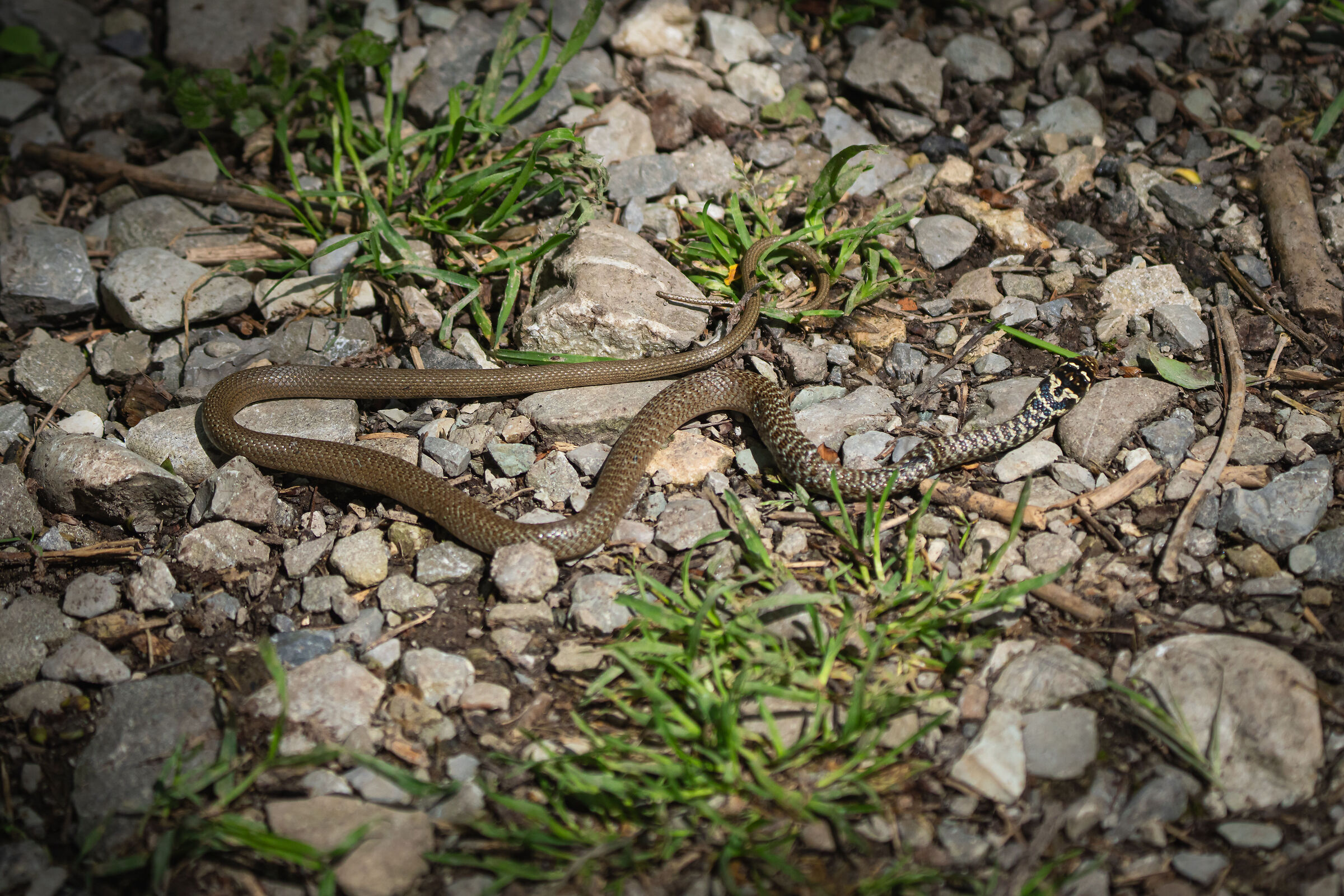 Whip snake