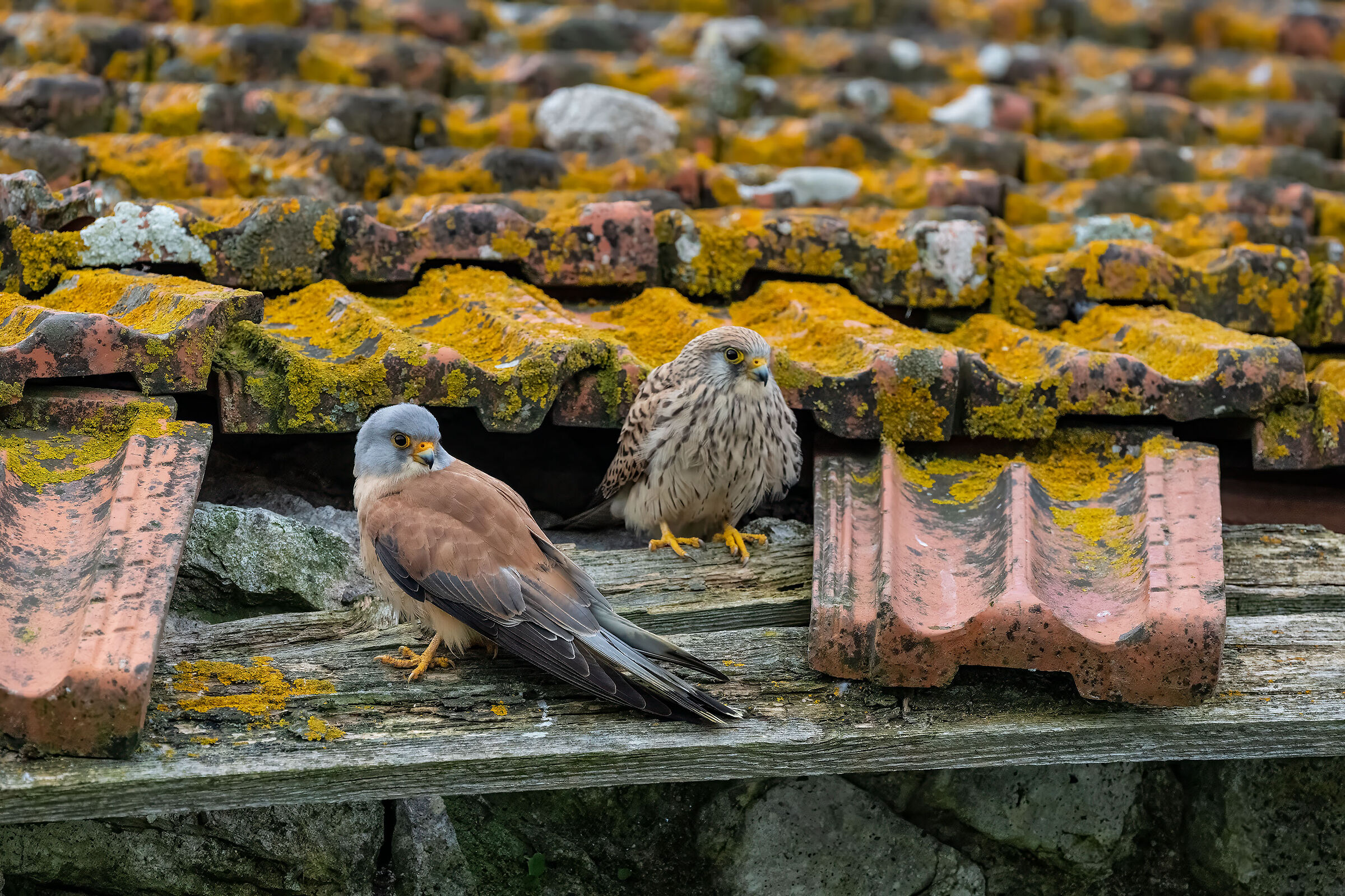 Lesser Kestrel