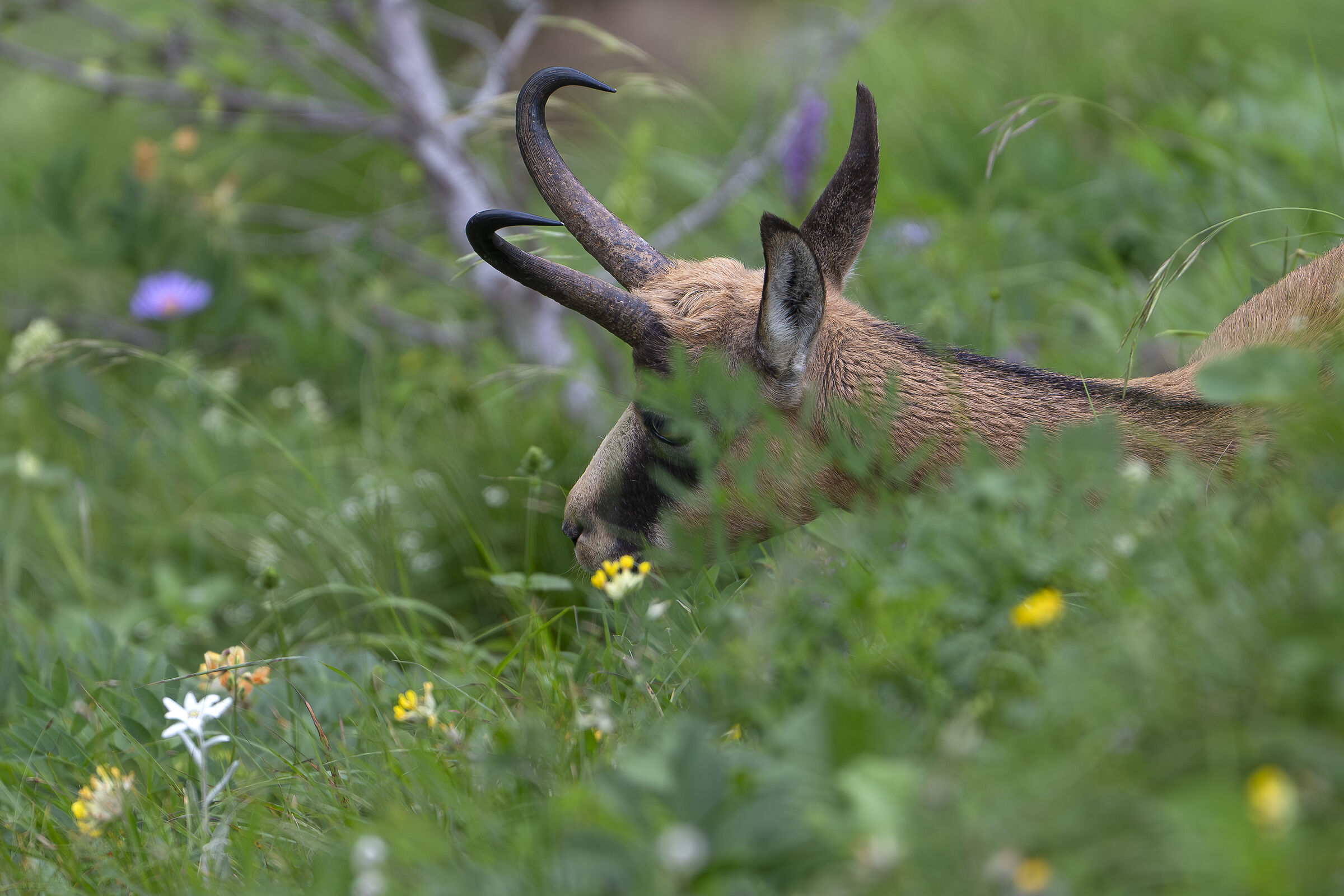 Chamois
