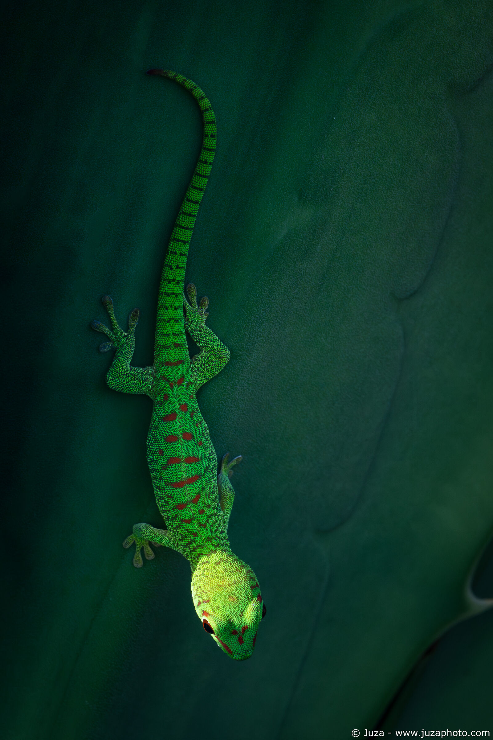 Geco tra luce e ombra