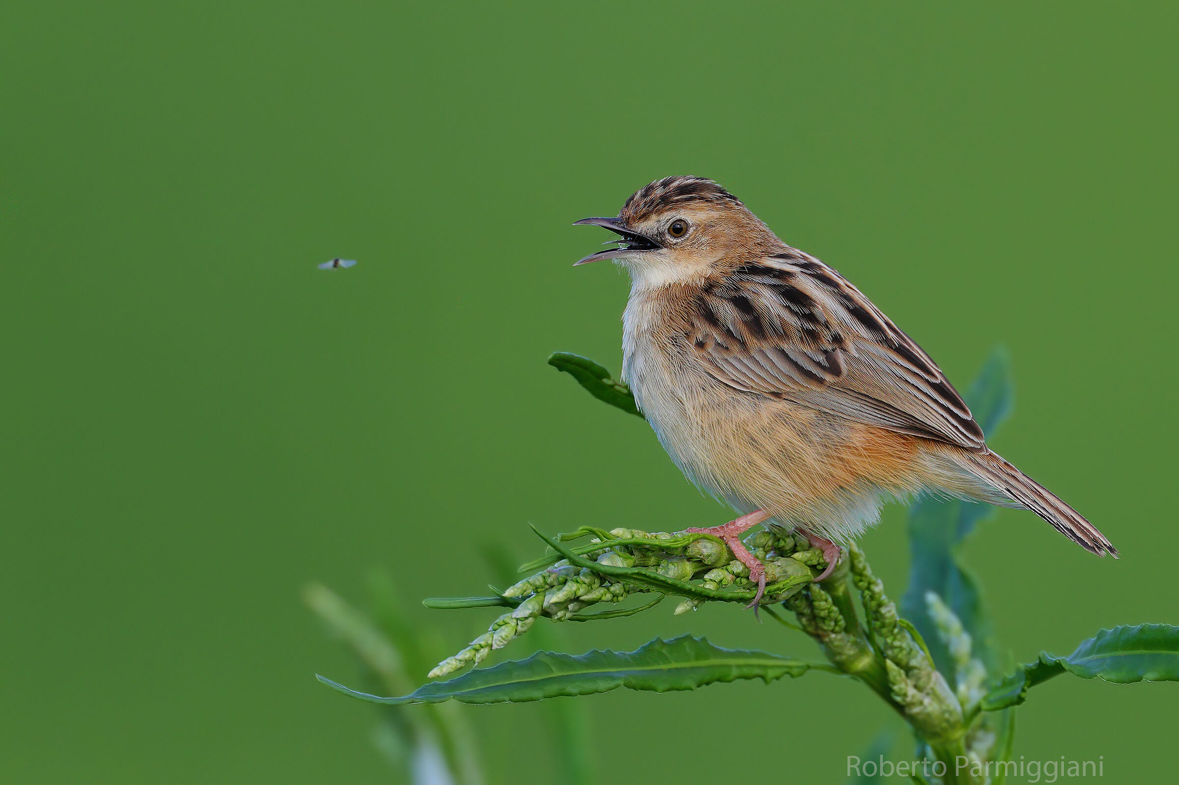 Il beccamoschino e la mosca