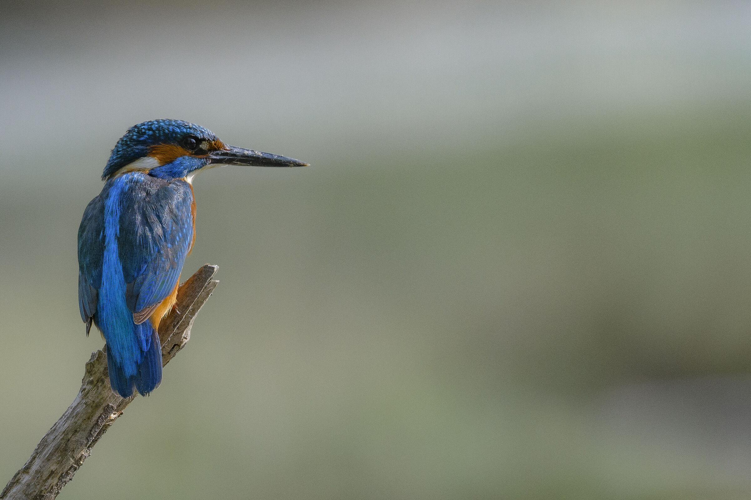 Kingfisher