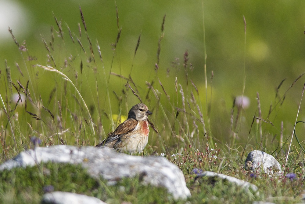 linnet set among the colors of spring abruzze