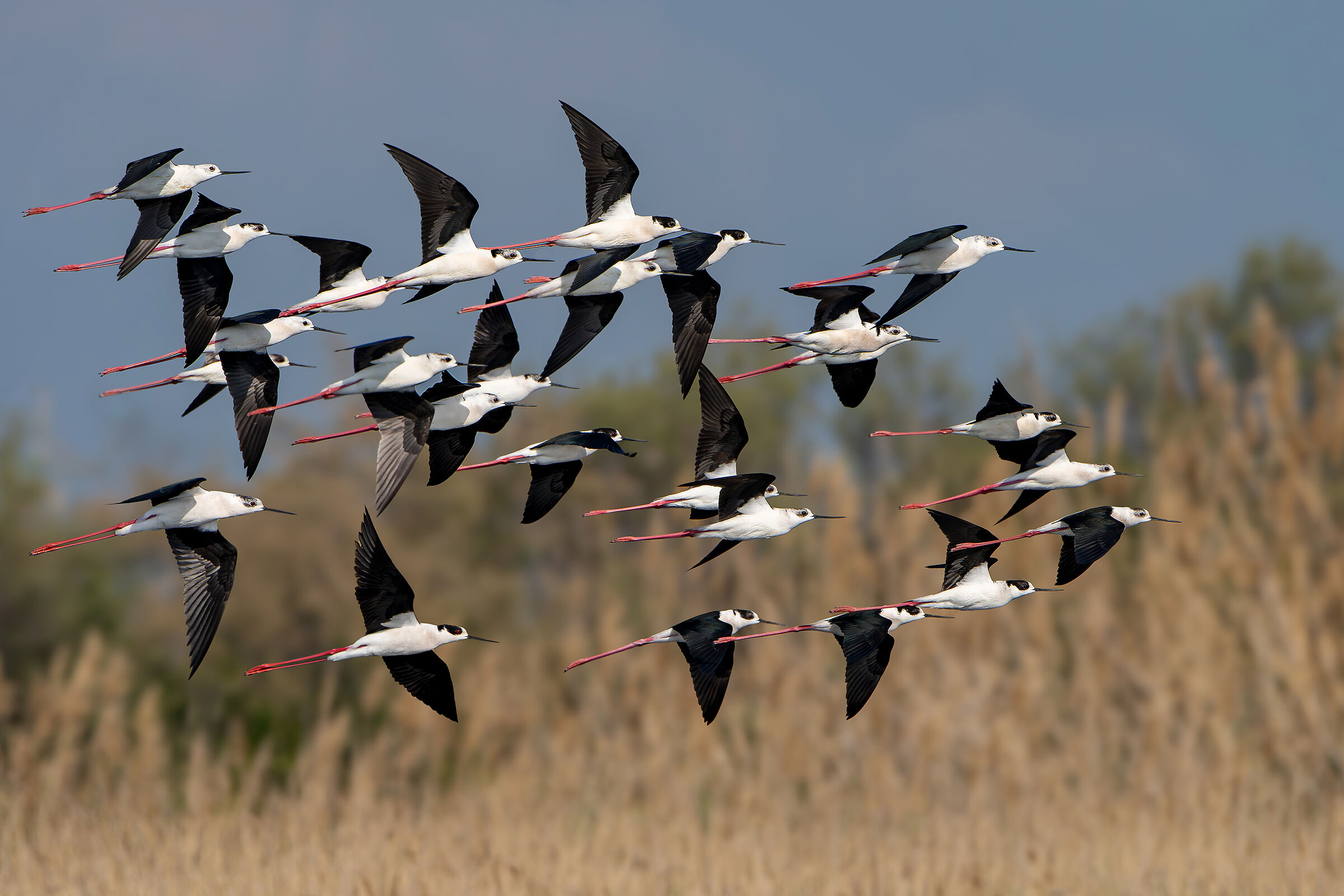 The migration of the Black-winged Stilts