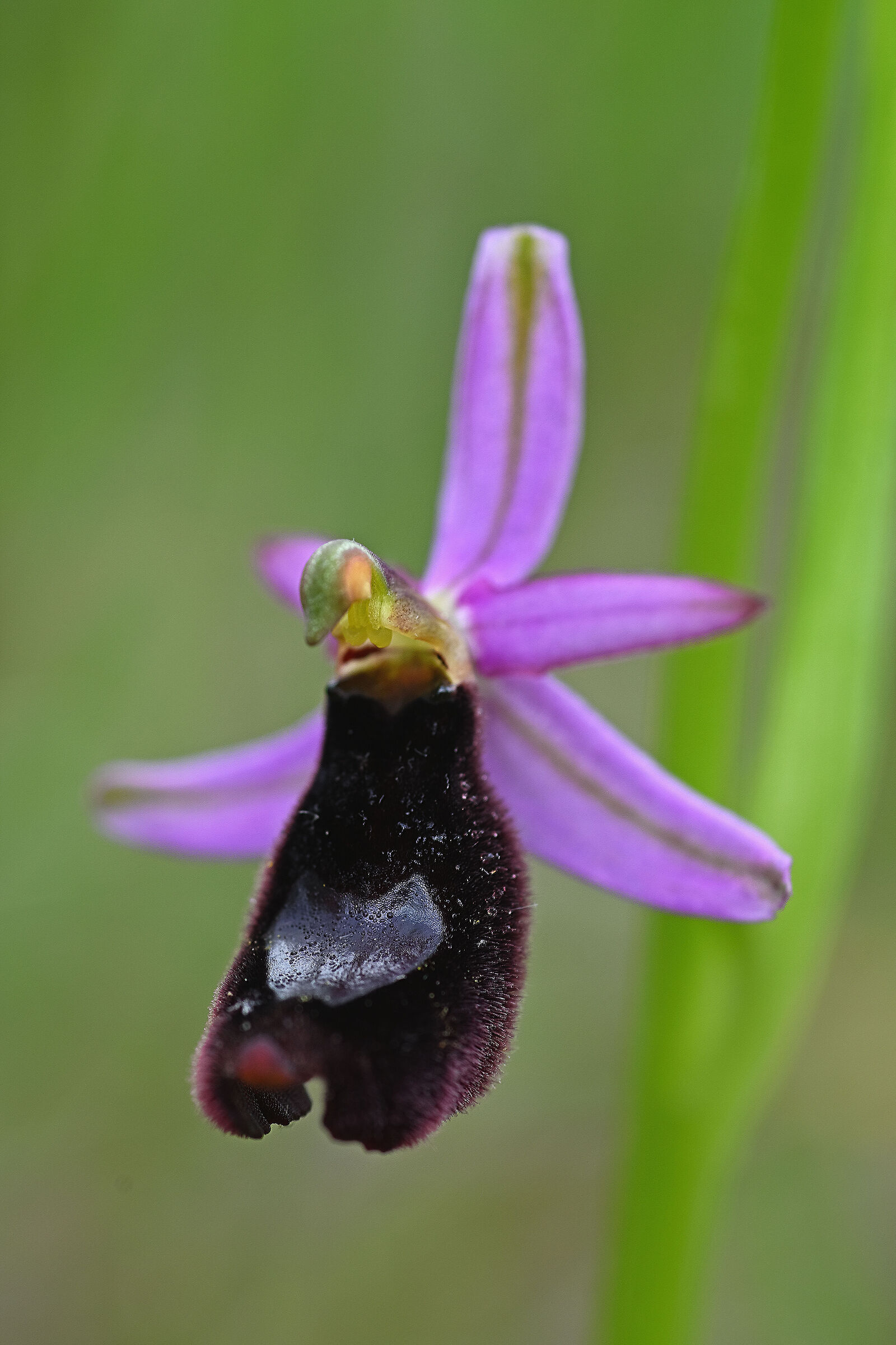 Ophrys benacensis