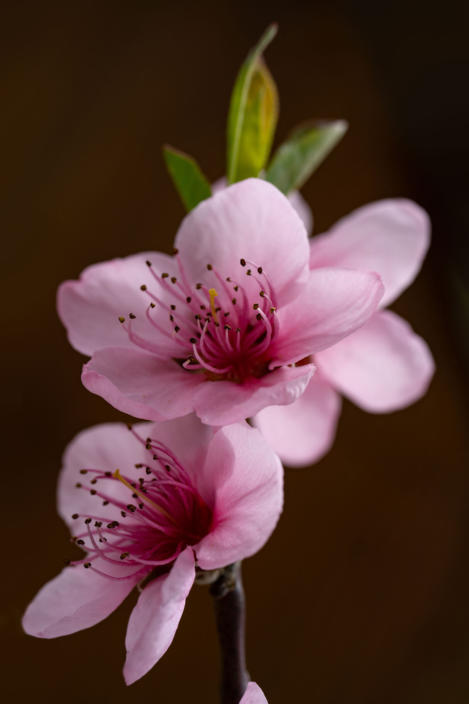 Fiore di pesco