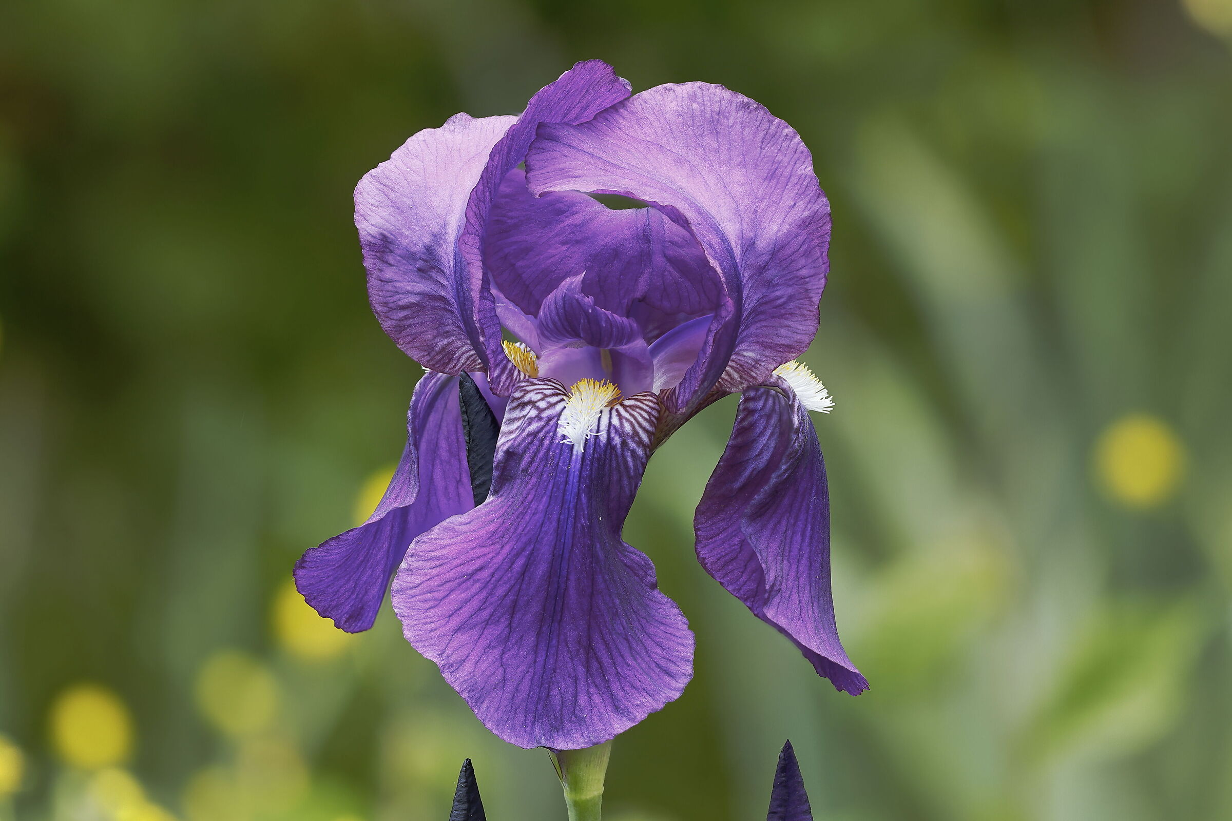 Iris
