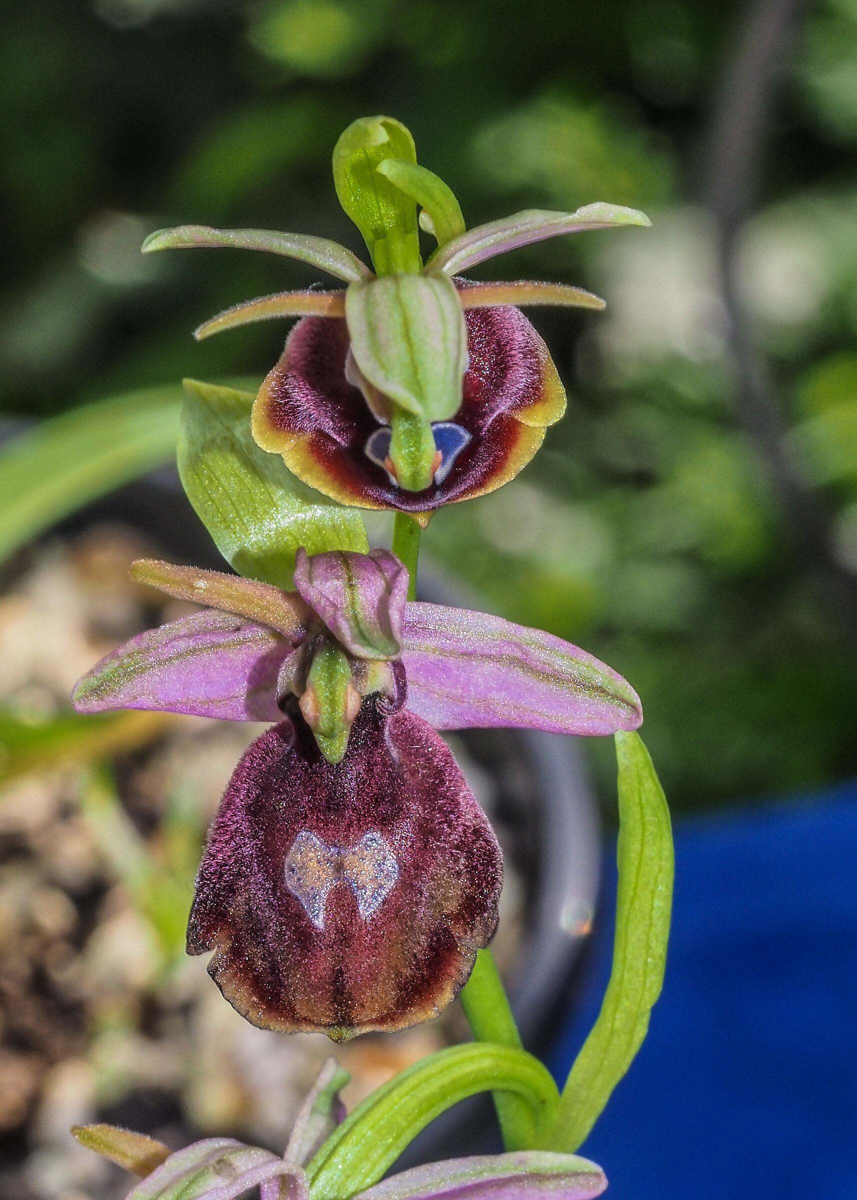 Ophrys ferrum equinum