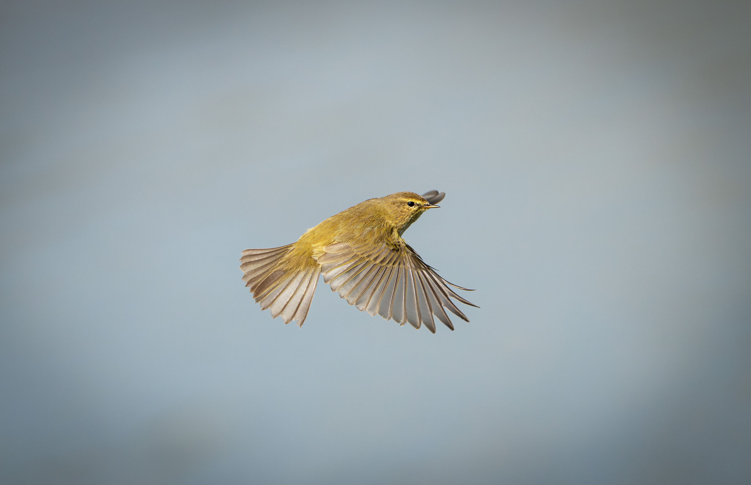 Phylloscopus collybita