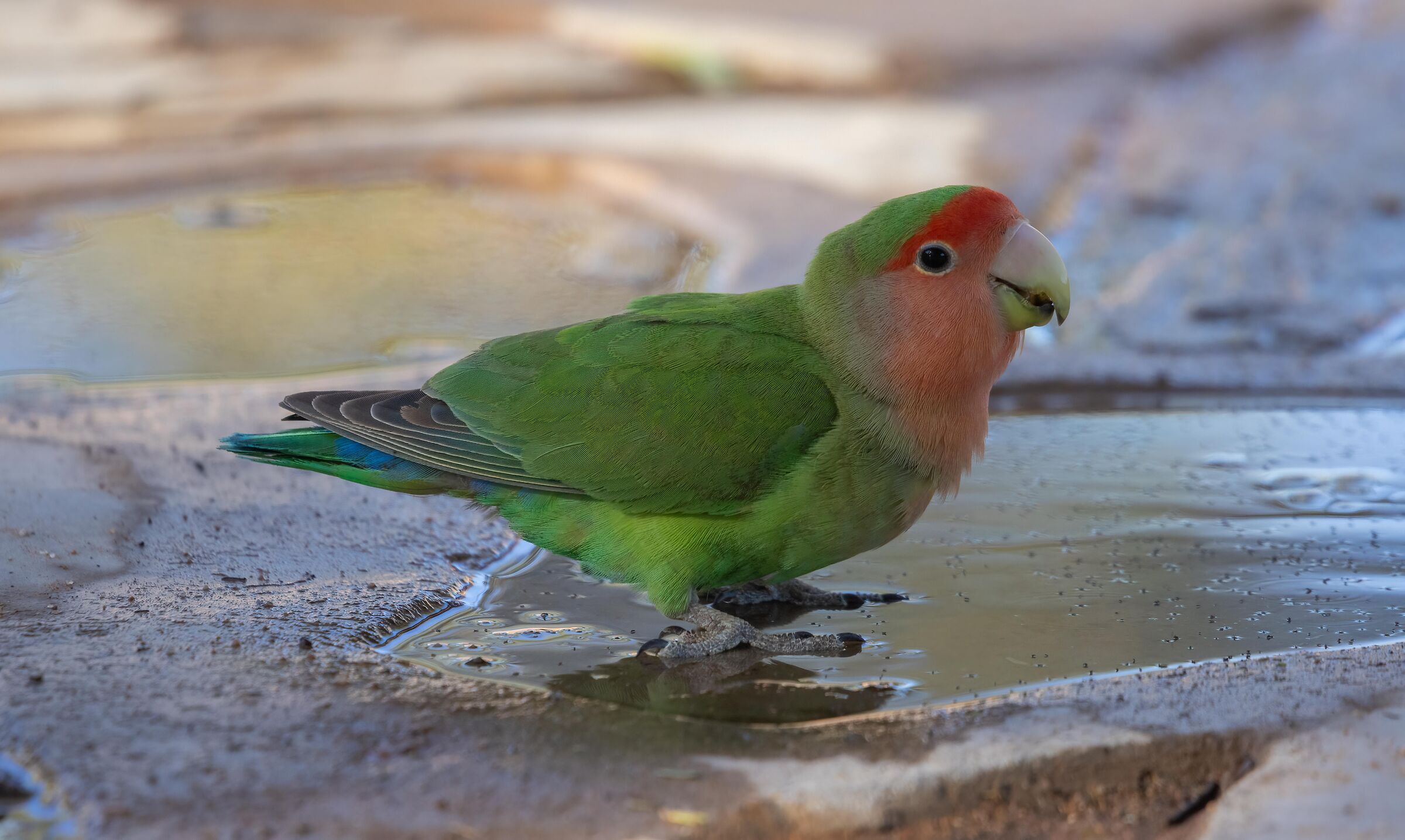 Rosy faced lovebird
