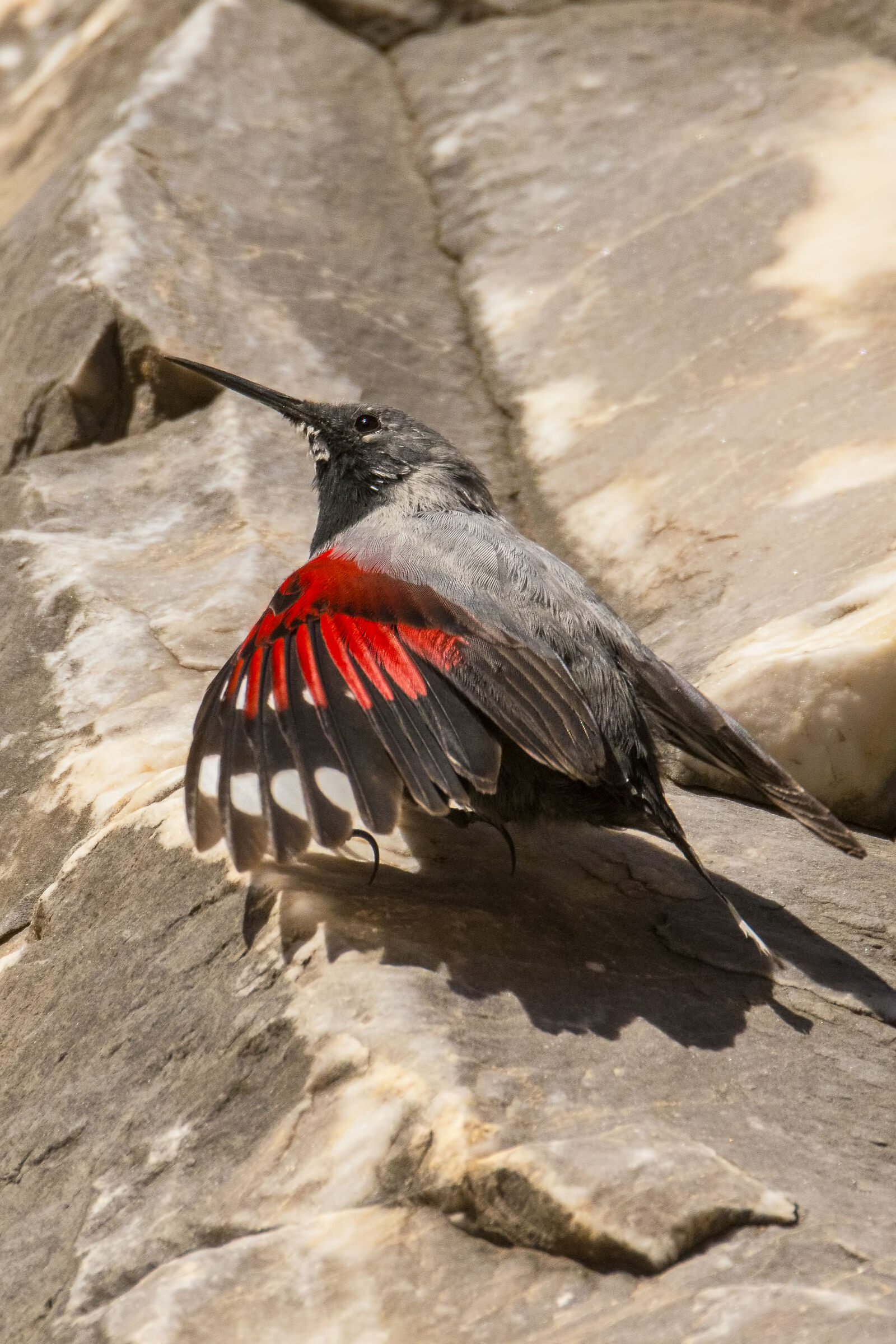 Picchio Muraiolo- Alpi Apuane