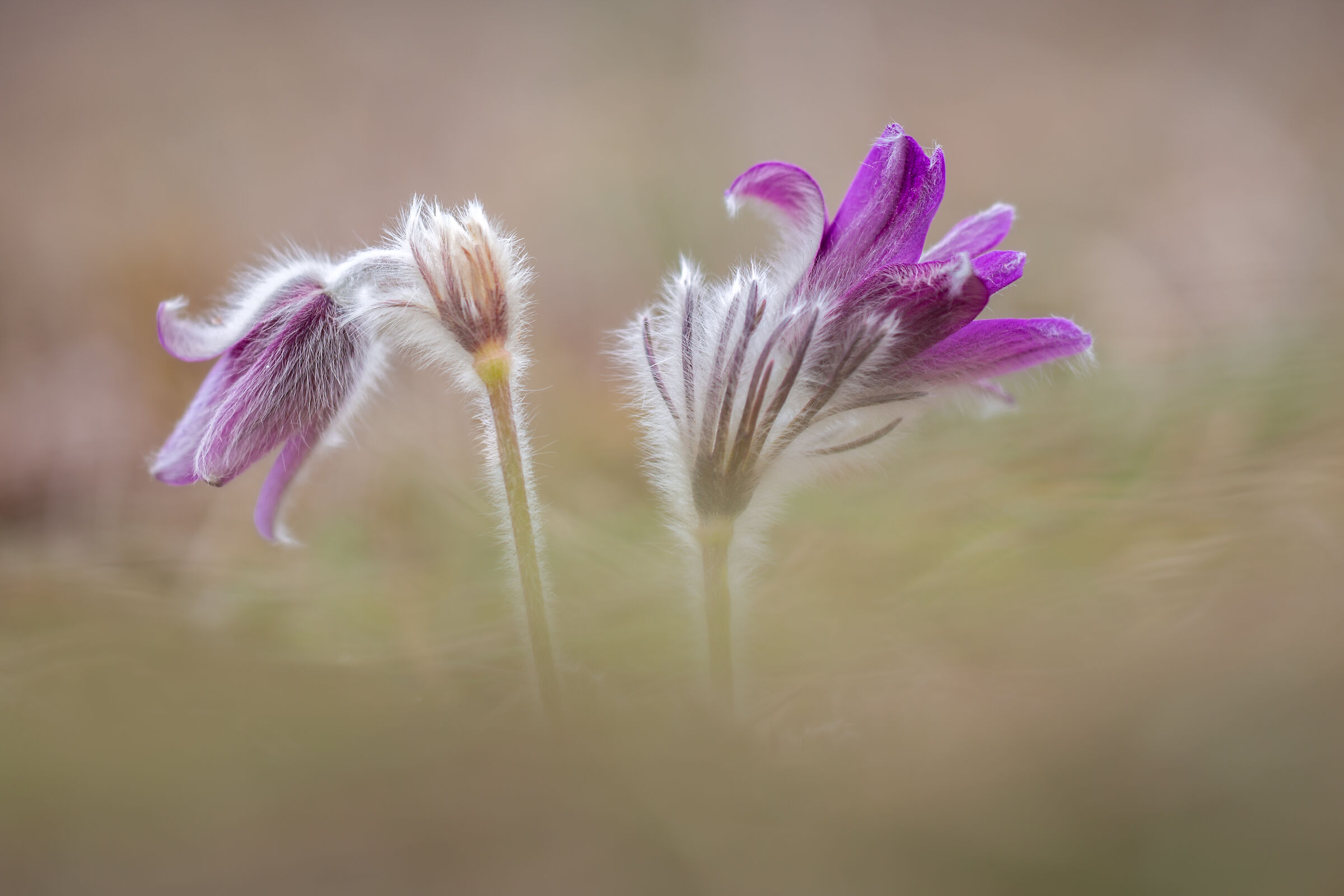 Pulsatilla