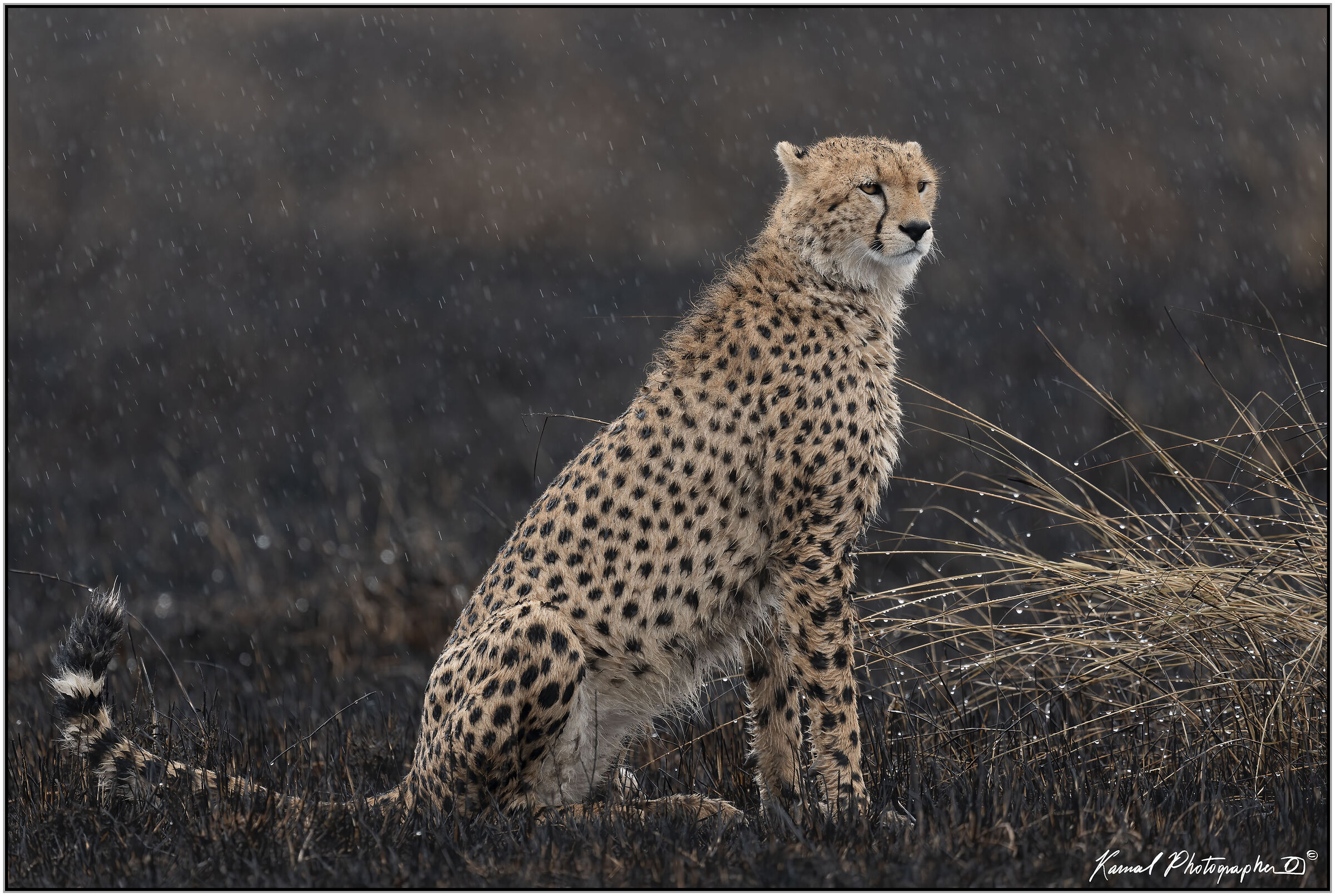 Acinonyx jubatus